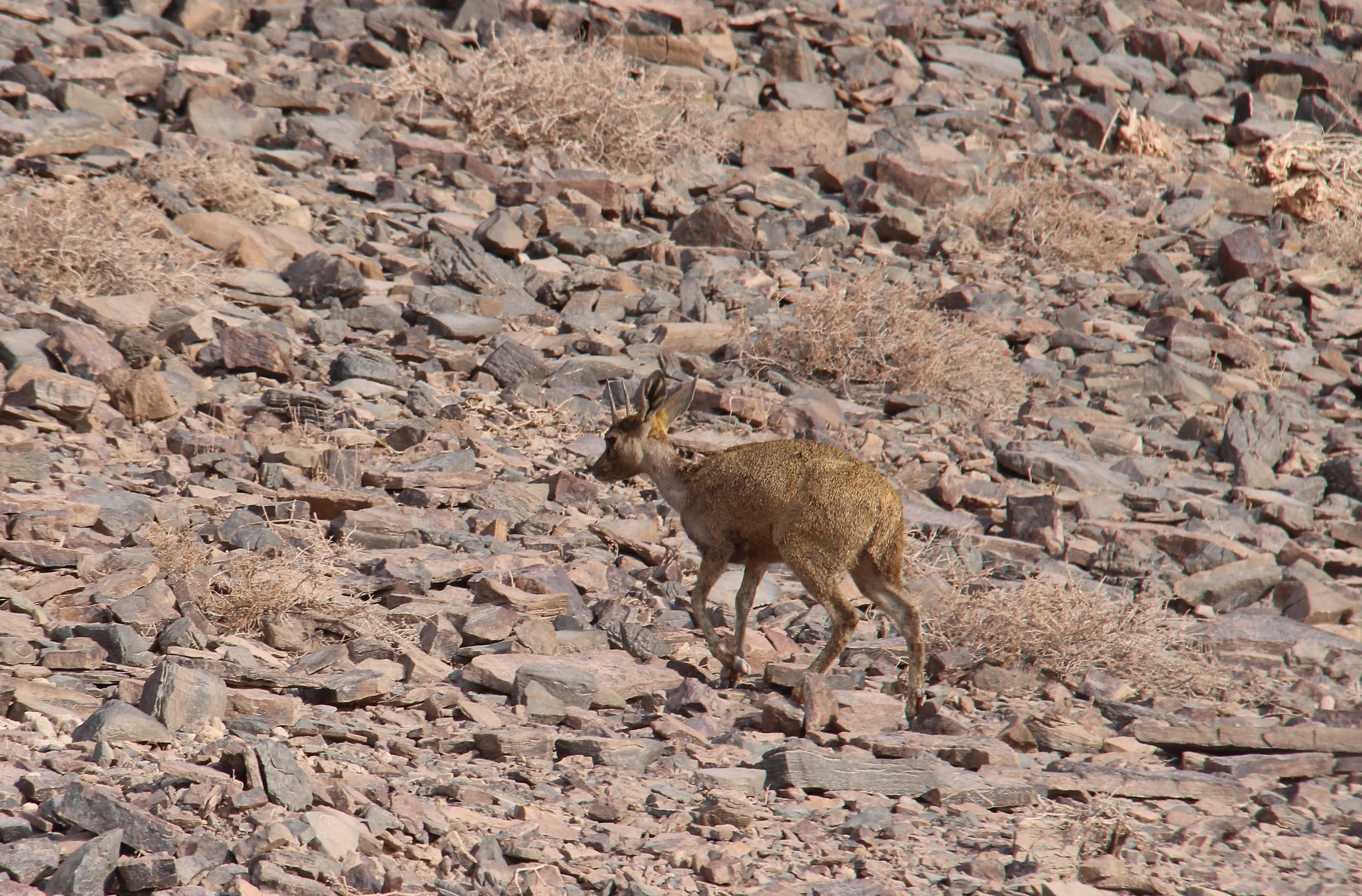 Fish River Canjon Kipspringer (Saltarupe)
