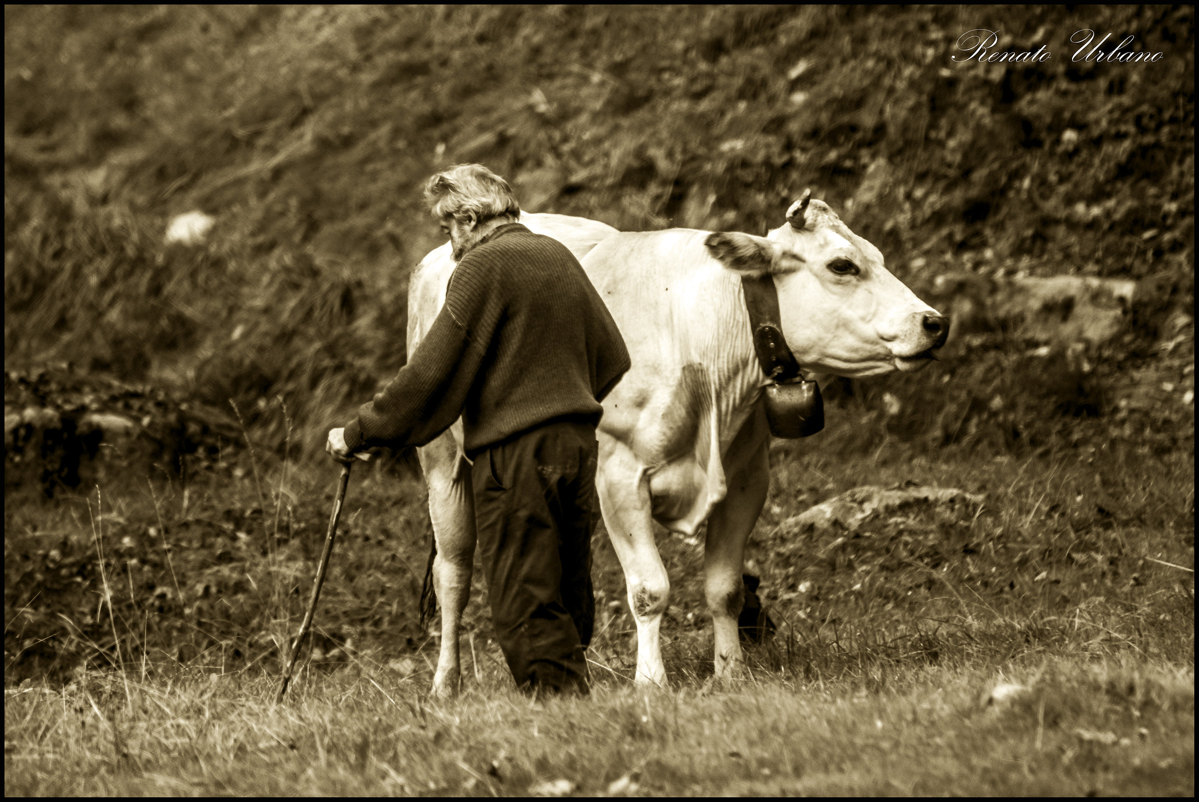 Tante stagioni trascorse al pascolo