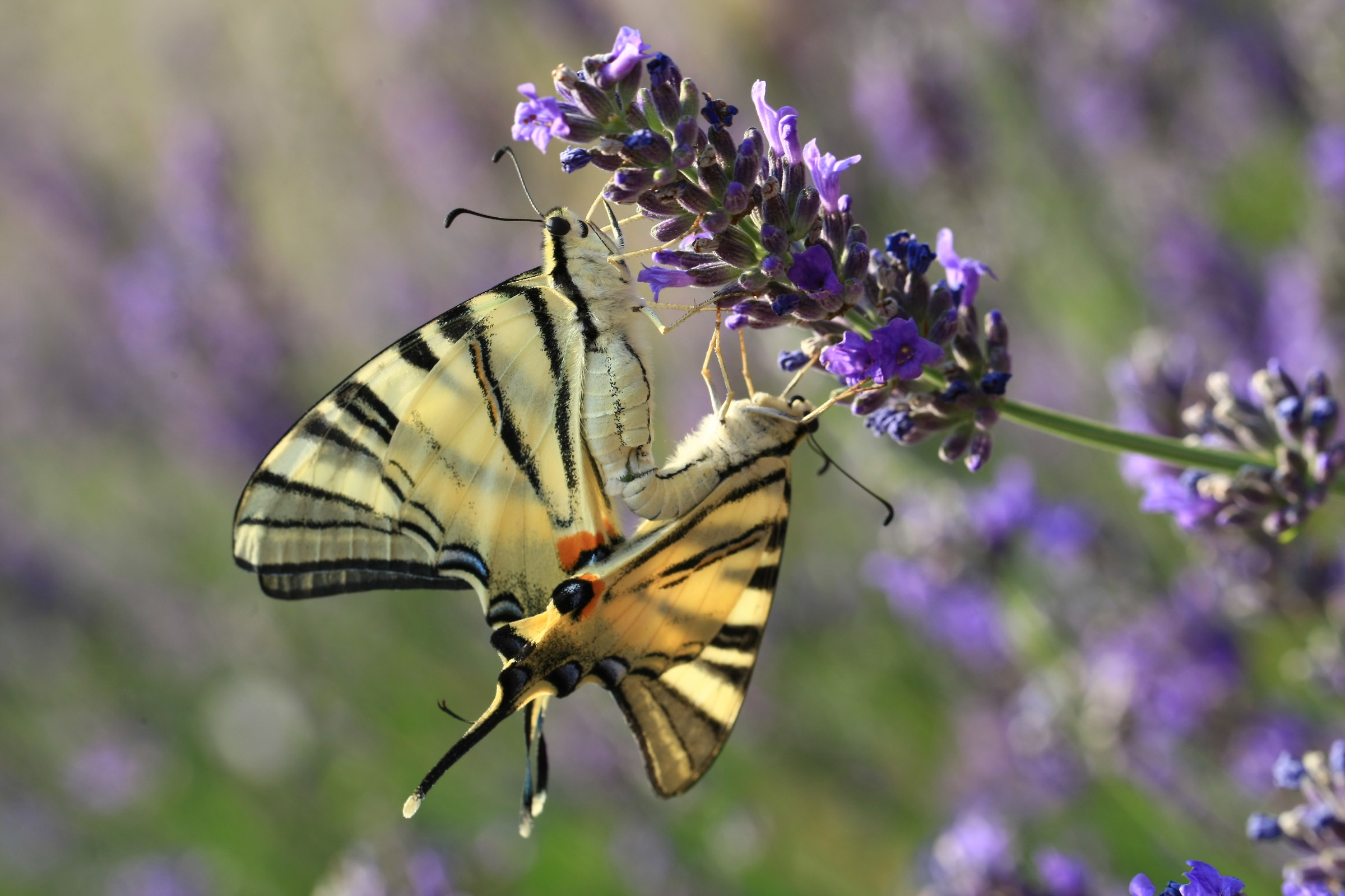 I also like the nice butterflies!