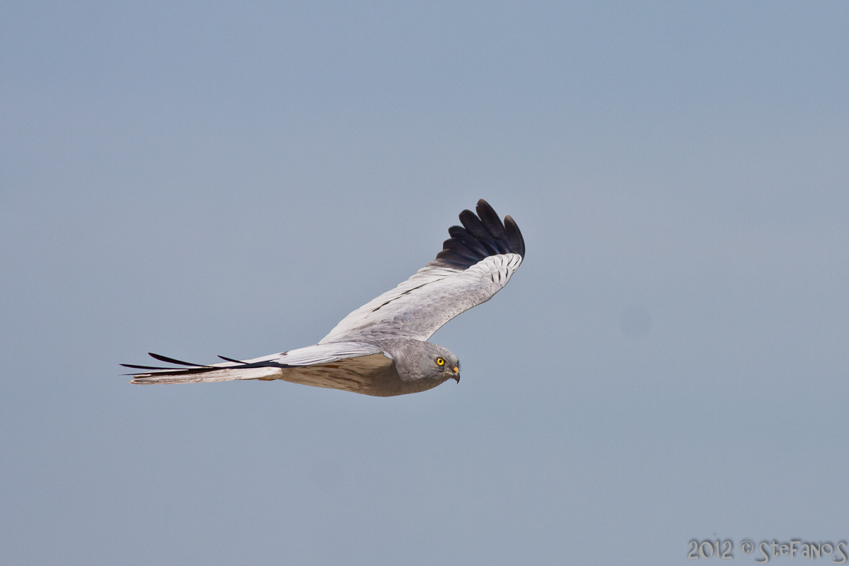 Albanella minore maschio in volo