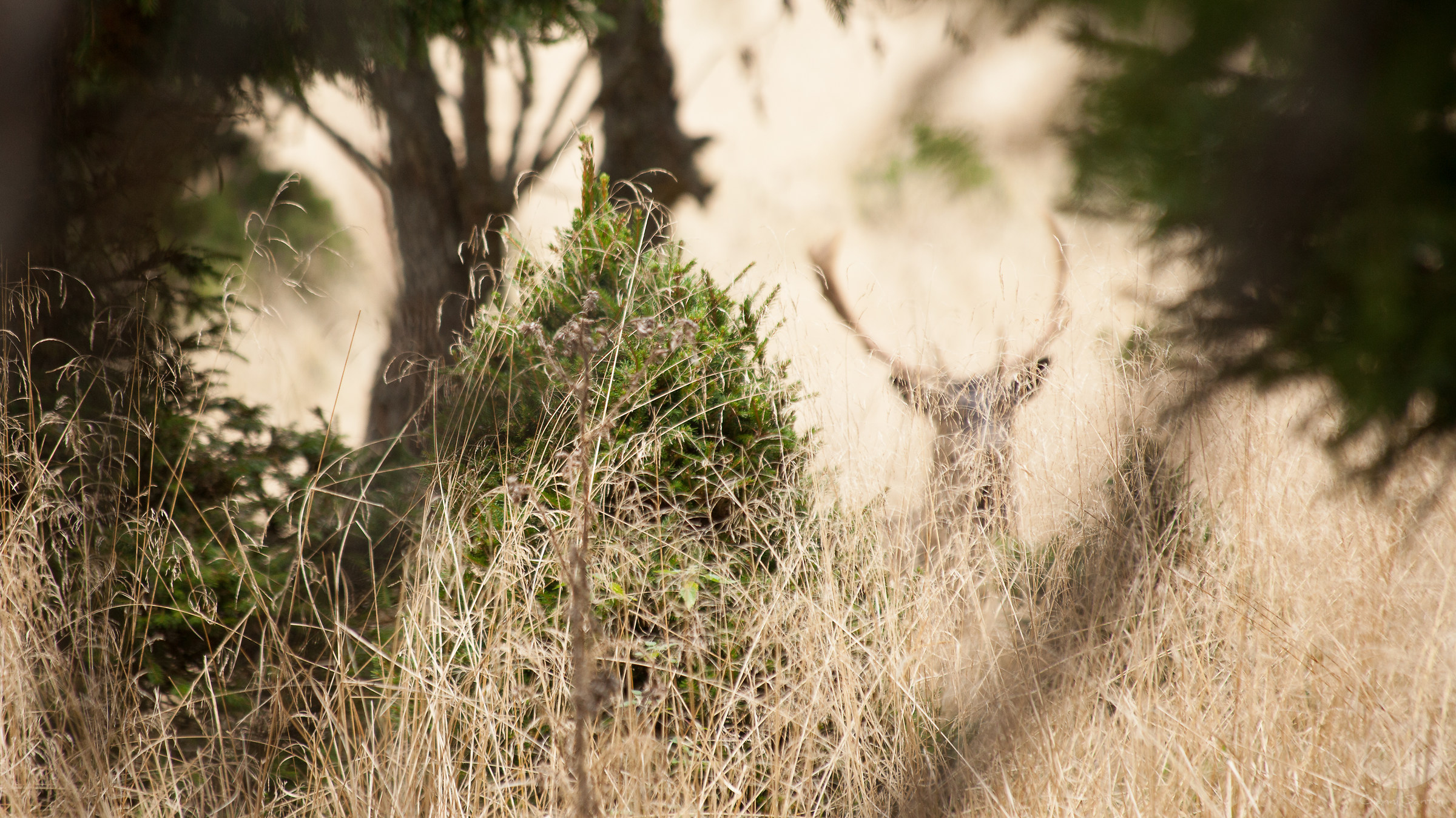 Footprints Hare Variable