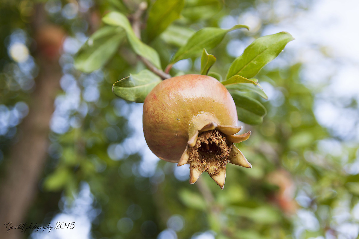 The pomegranate