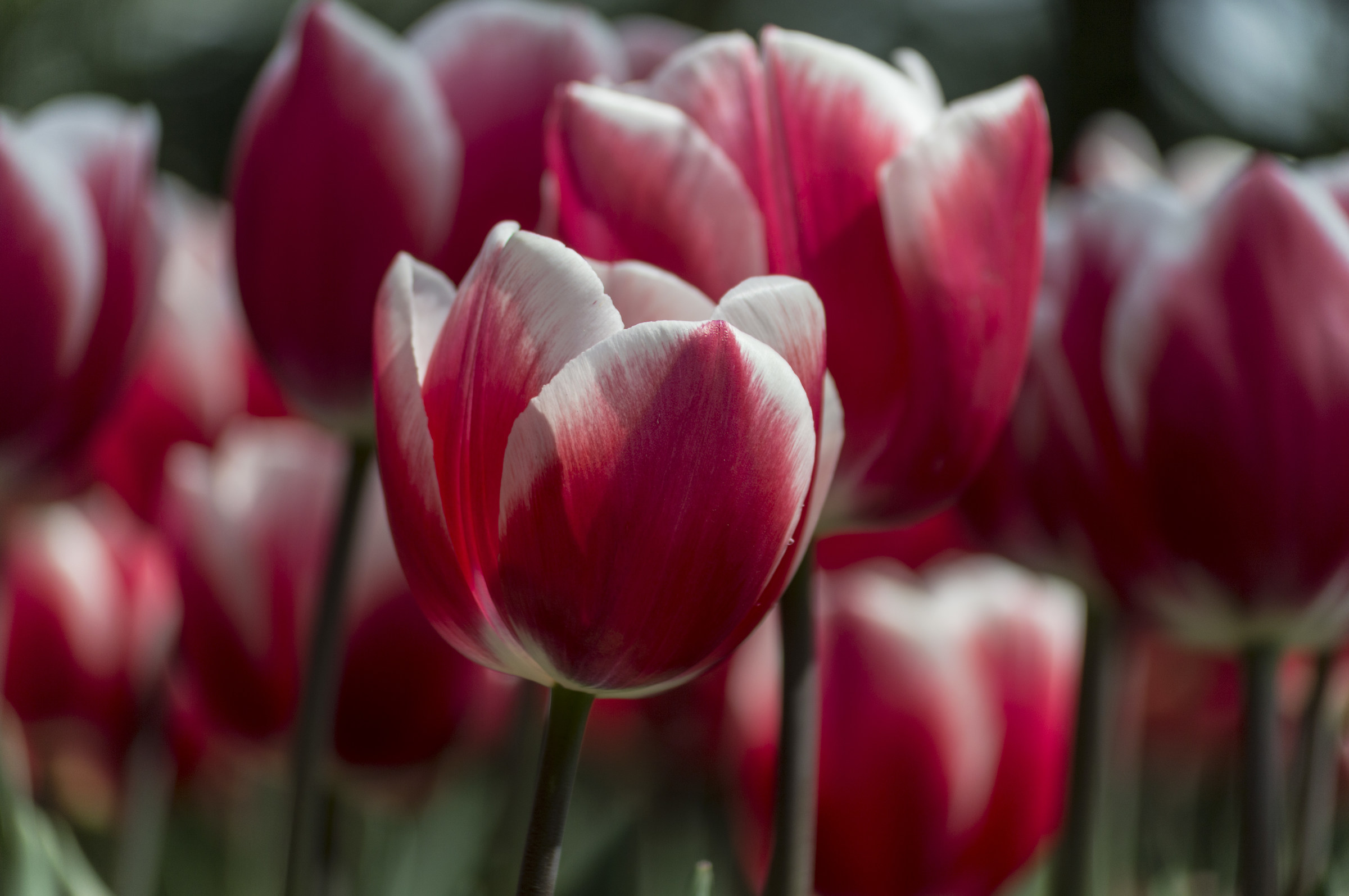 alla scoperta dei colori