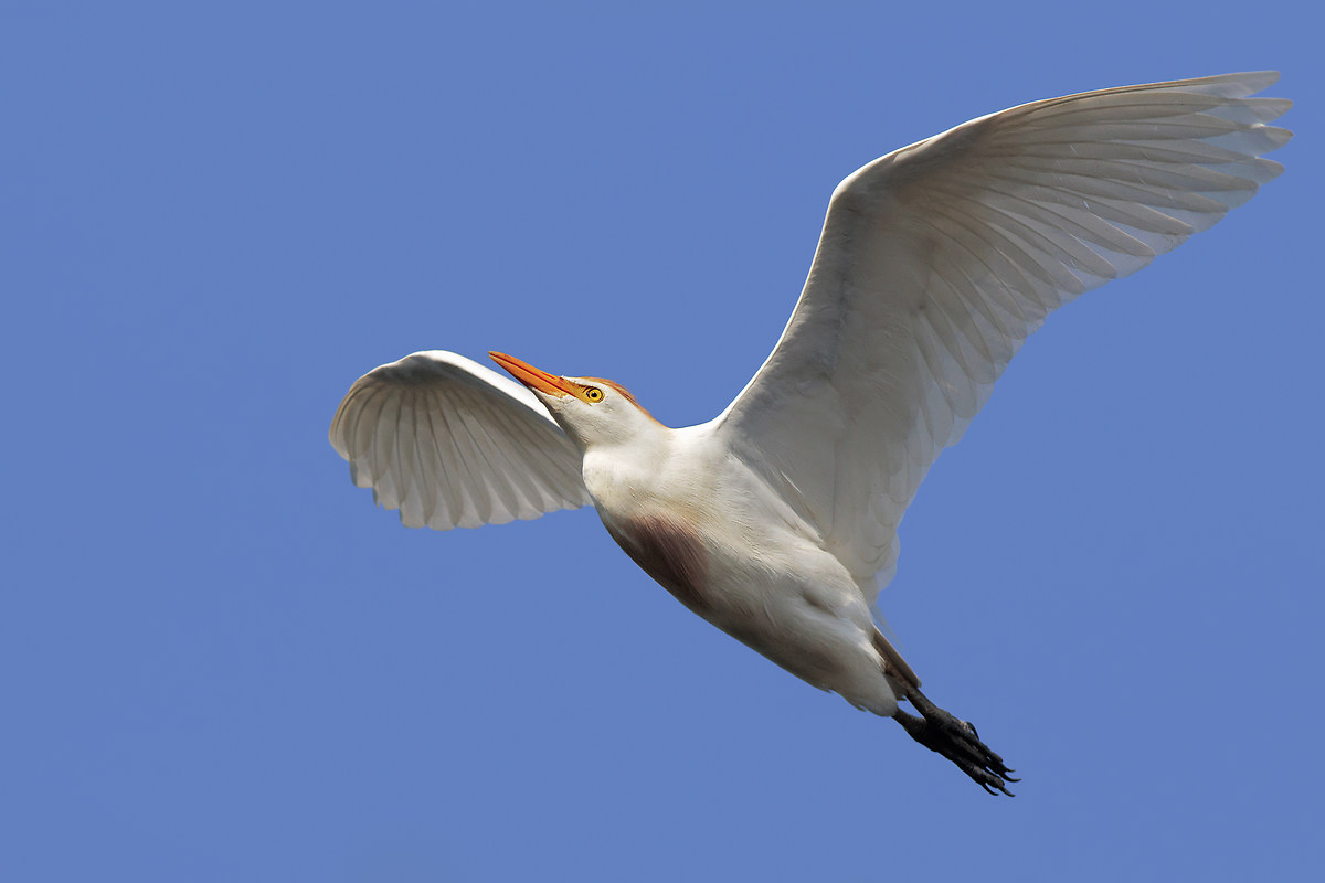 Il rientro in colonia del guardabuoi