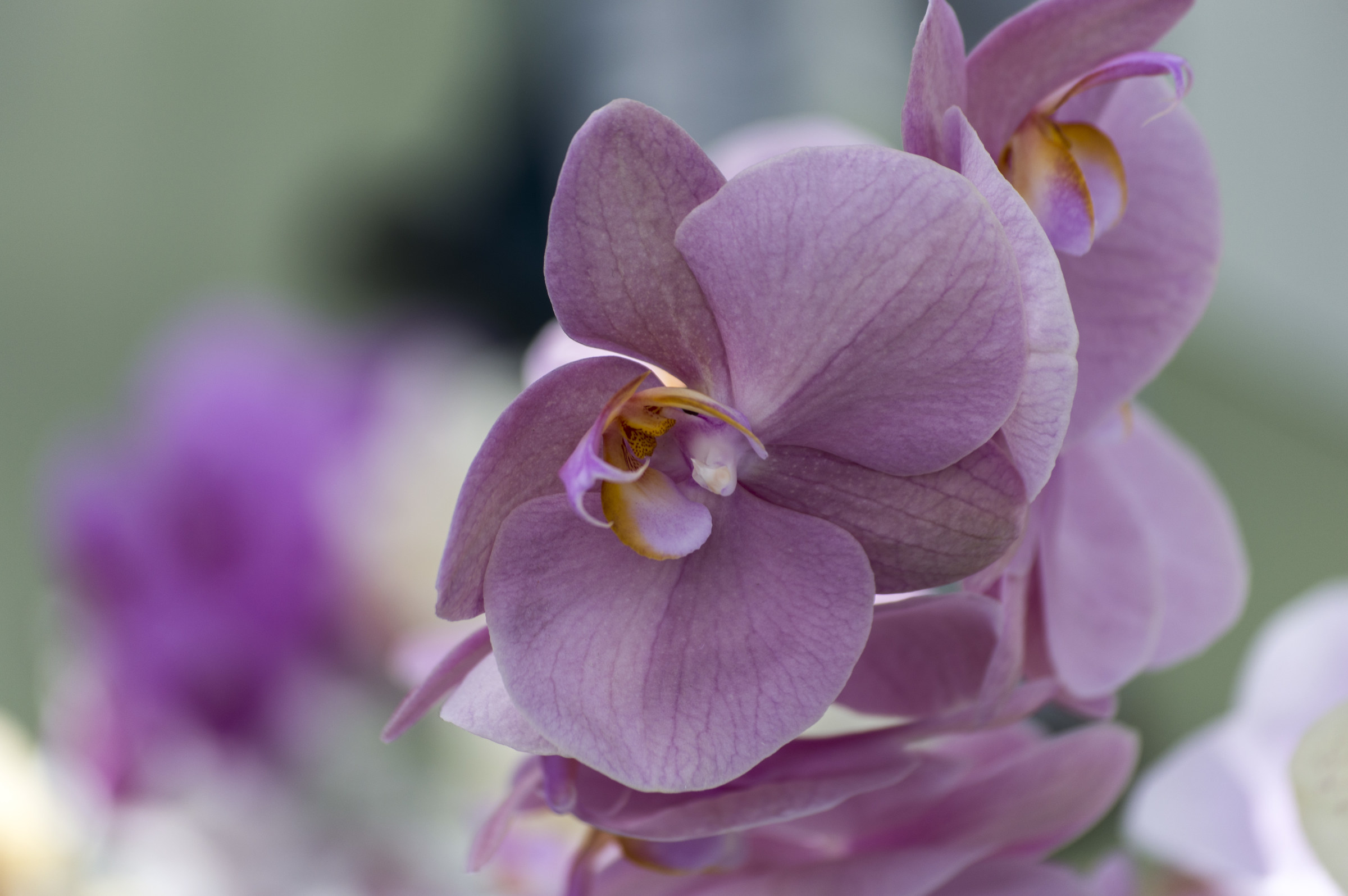 la magia di Keukenhof 2