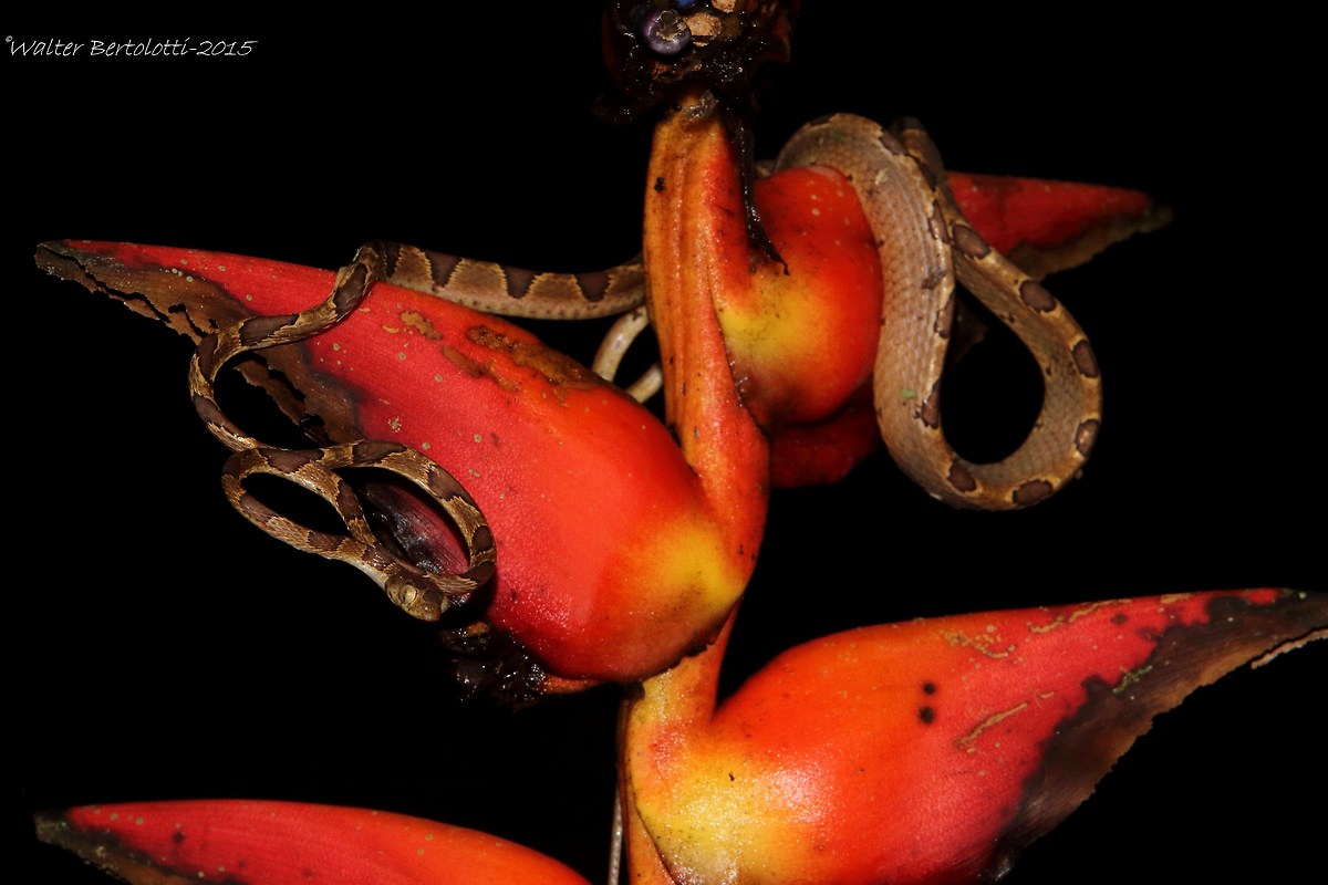 Cat eyed snake (Cat-eyed Snake)