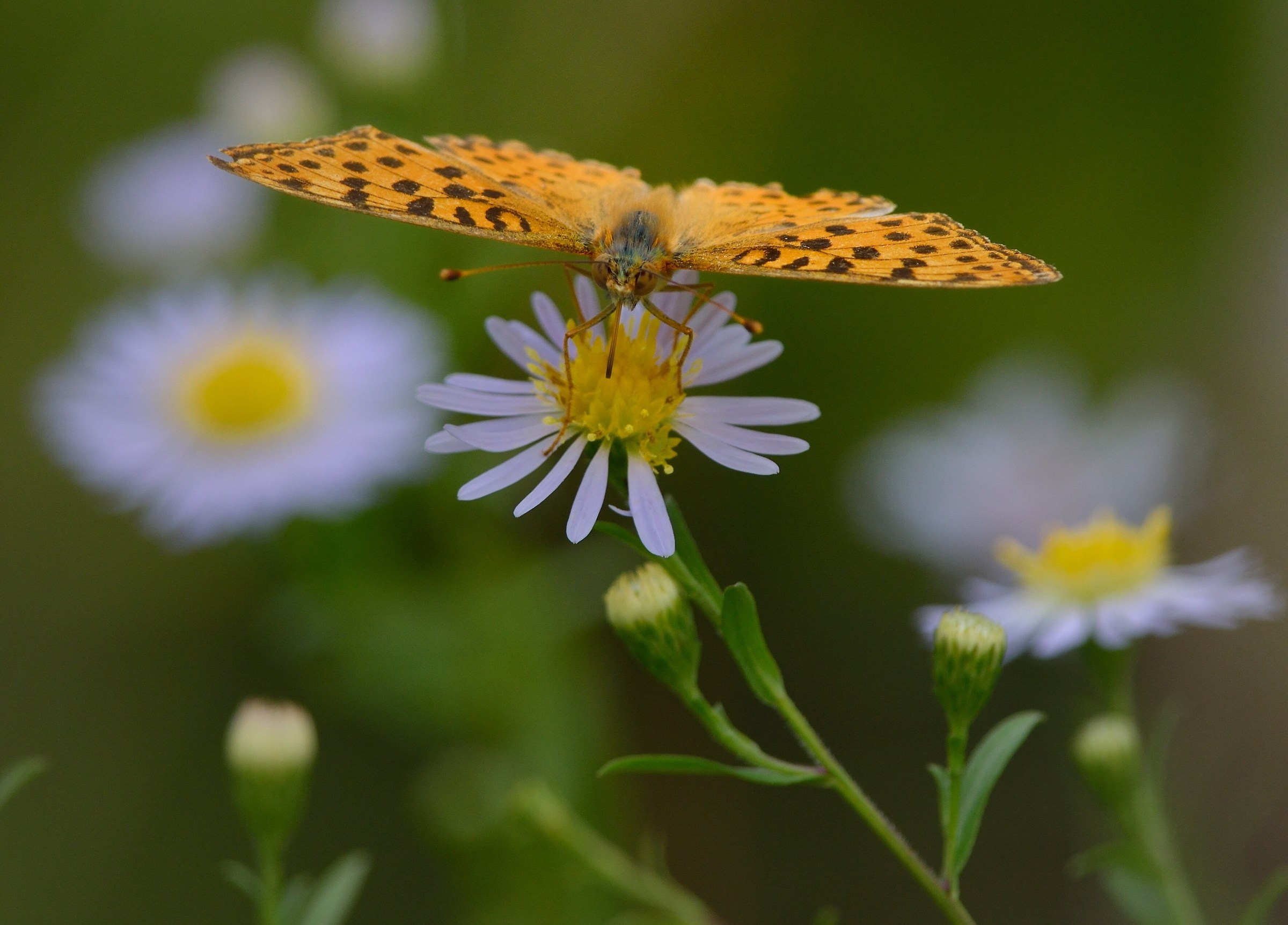Argynnis