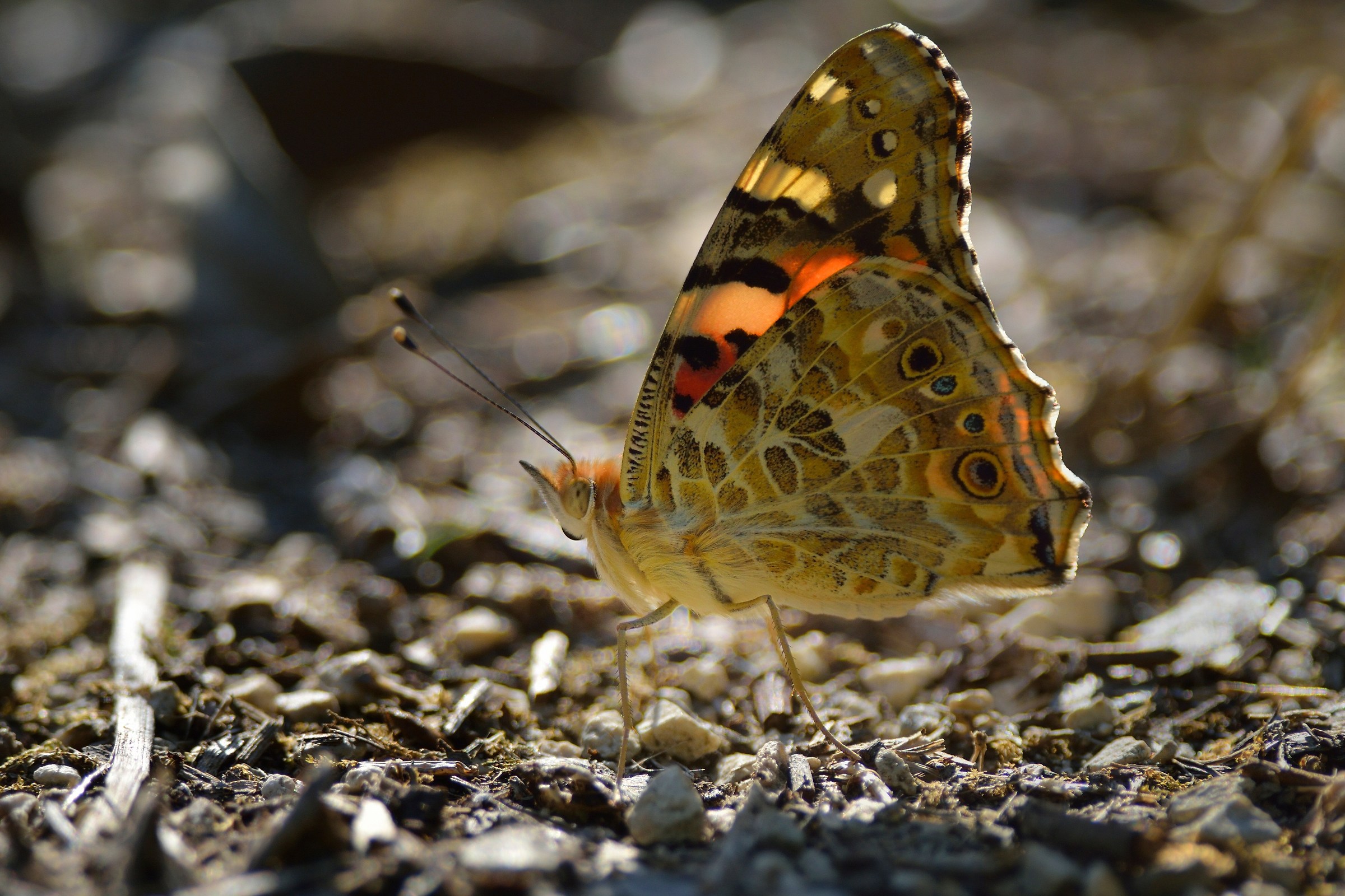 Vanessa cardui