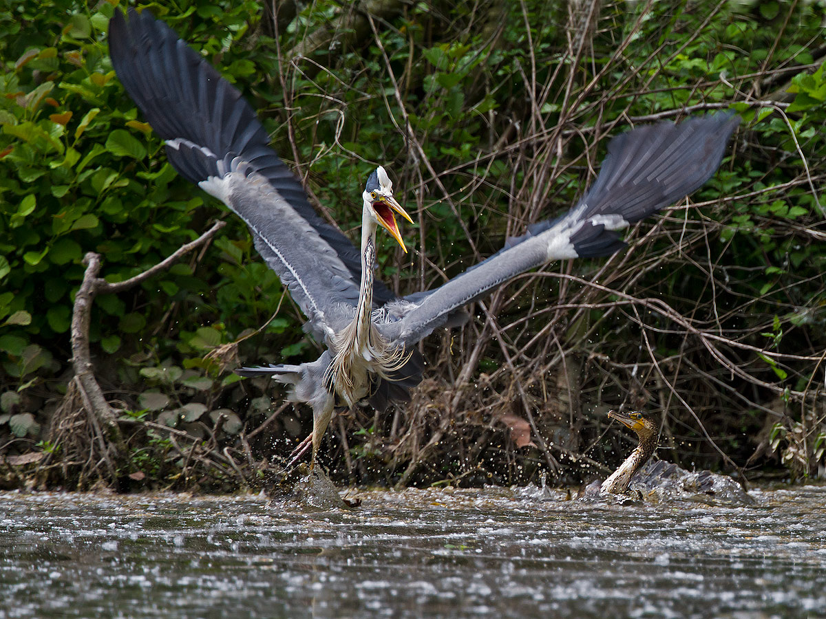 Heron vs Cormorant