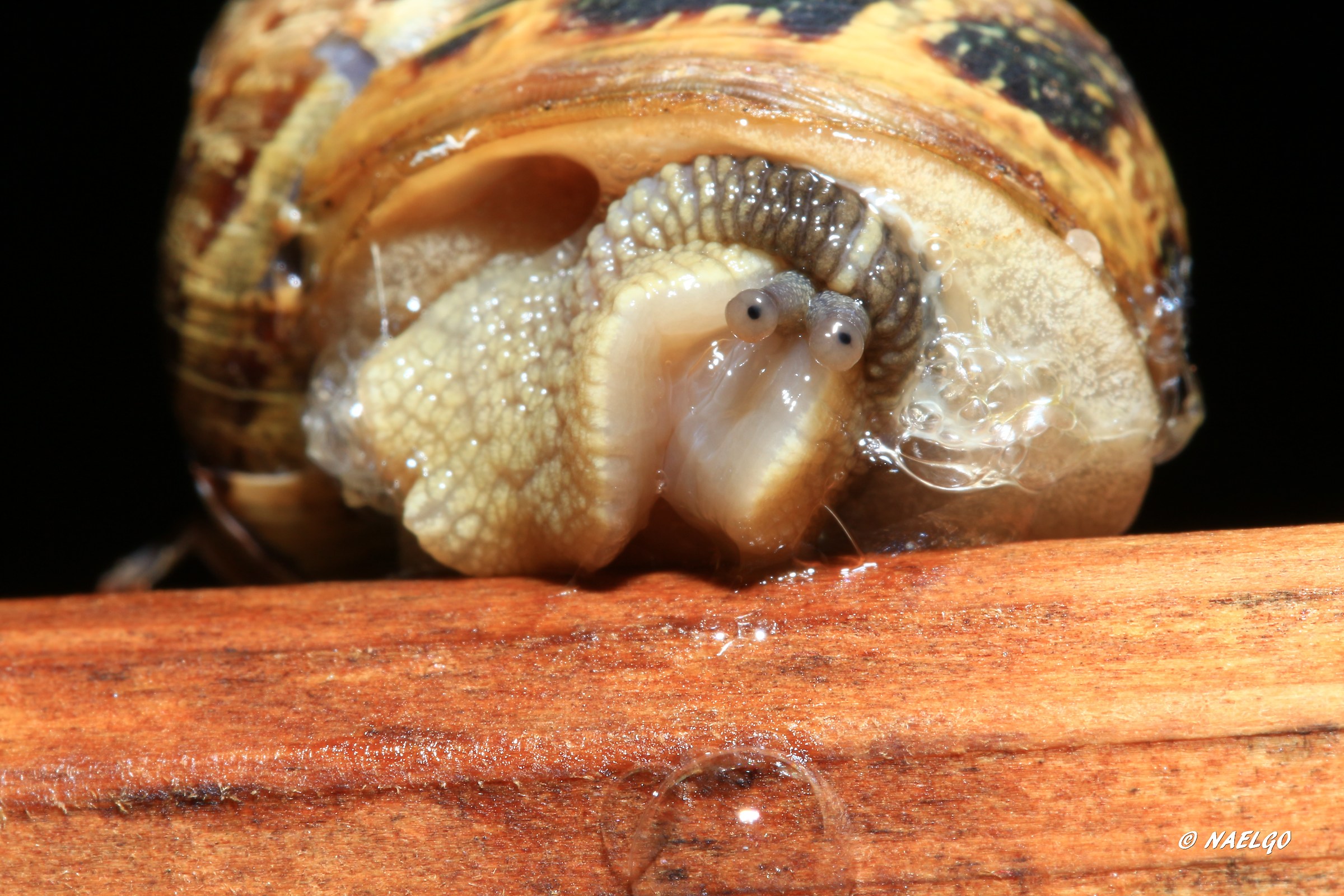 World infamous ... Better ritornarsene home.