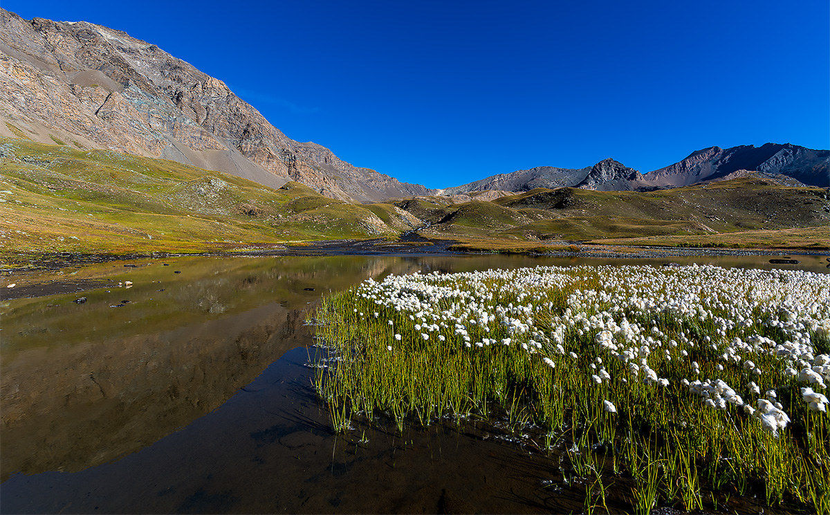 Cottongrass Lake Leità
