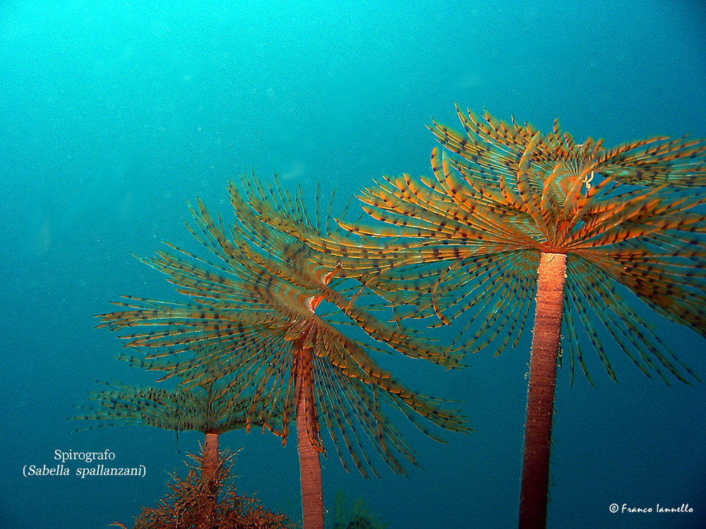 Spirografo Spallanzanii