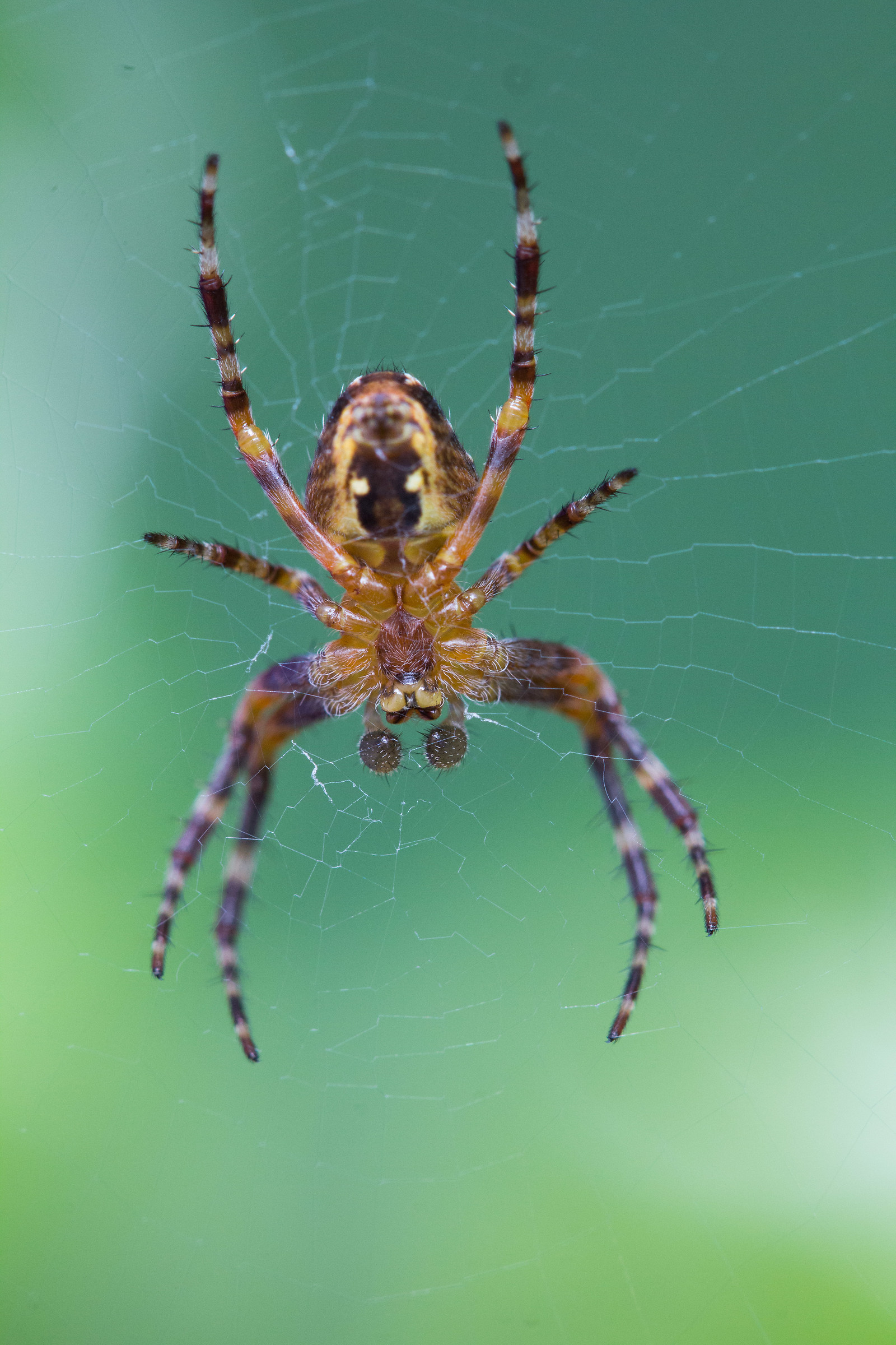 The belly of the spider