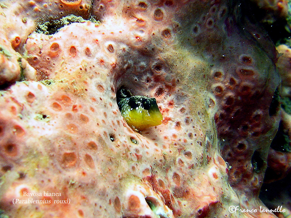 Bavosa Bianca