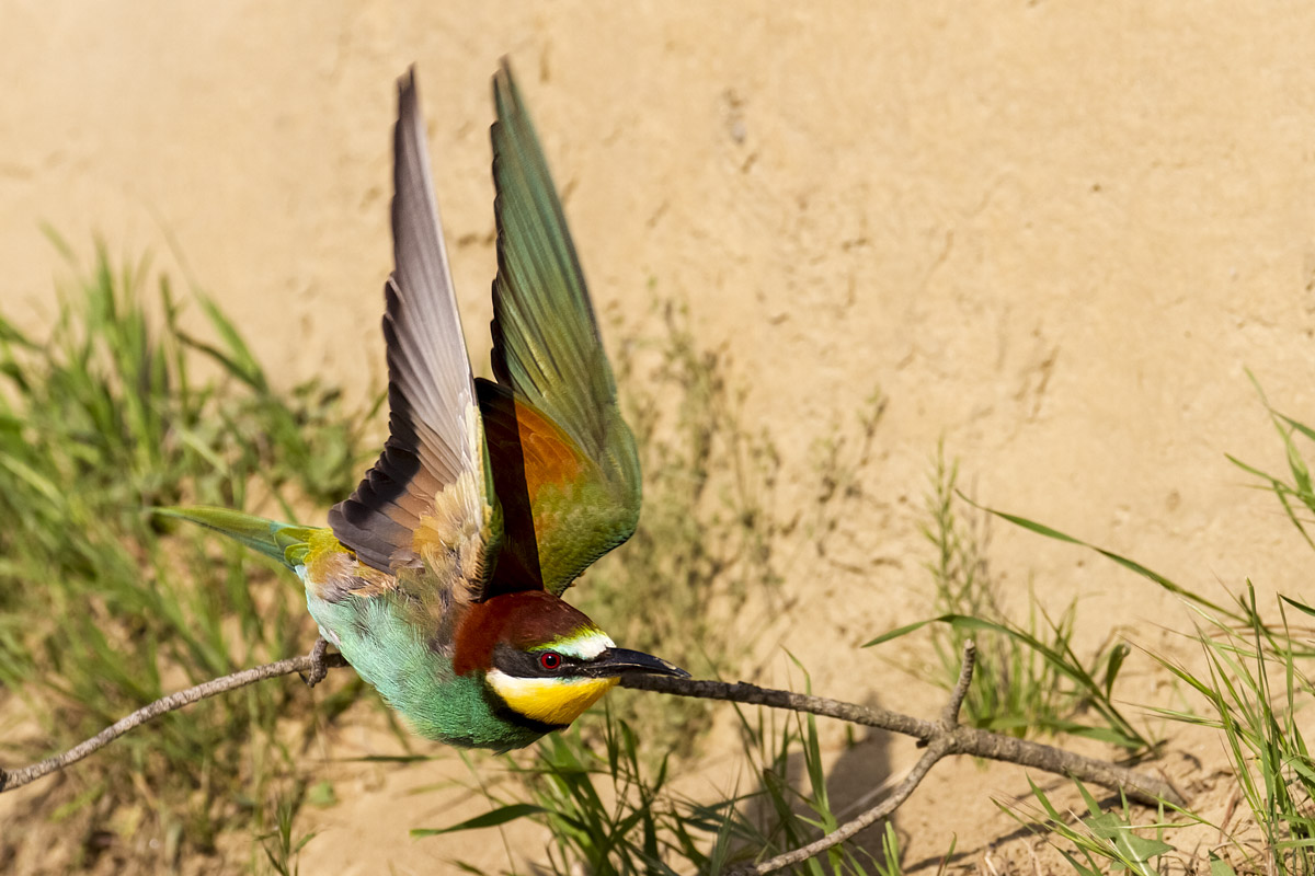 Gruccioni - Peccioli 2012