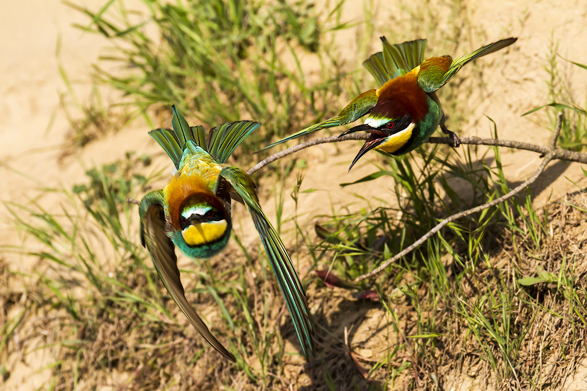 Bee-eaters - Peccioli 2012