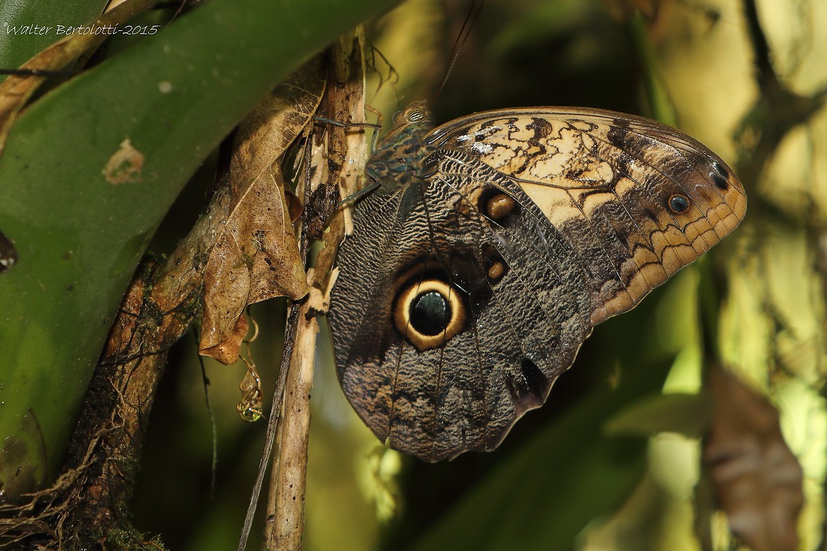 Owl butterfly