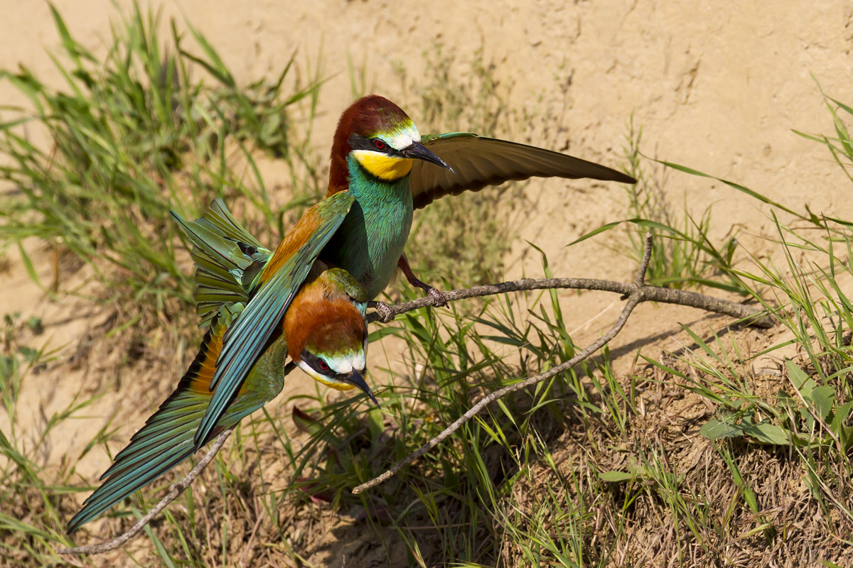Bee-eaters - Peccioli 2012
