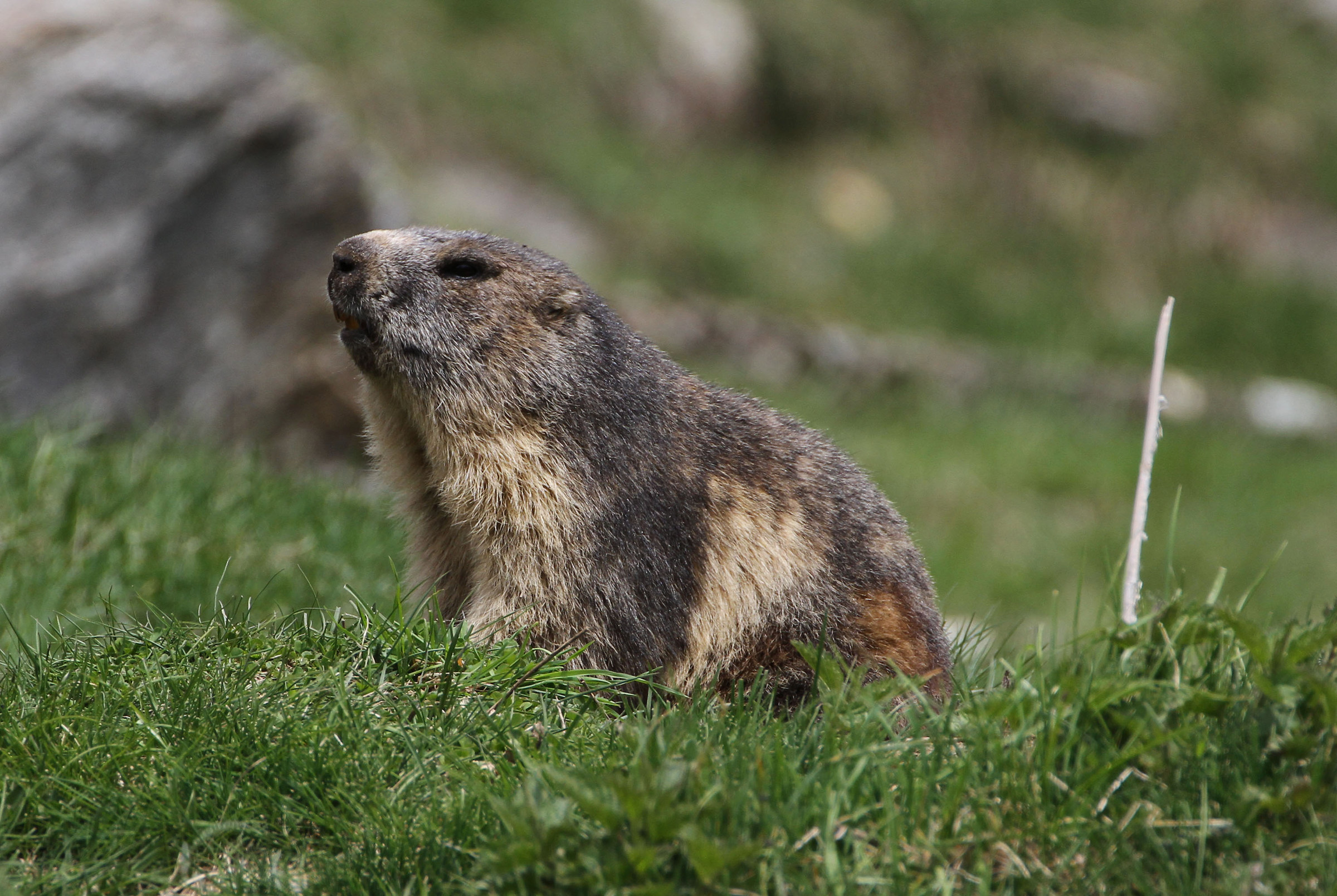 Marmot
