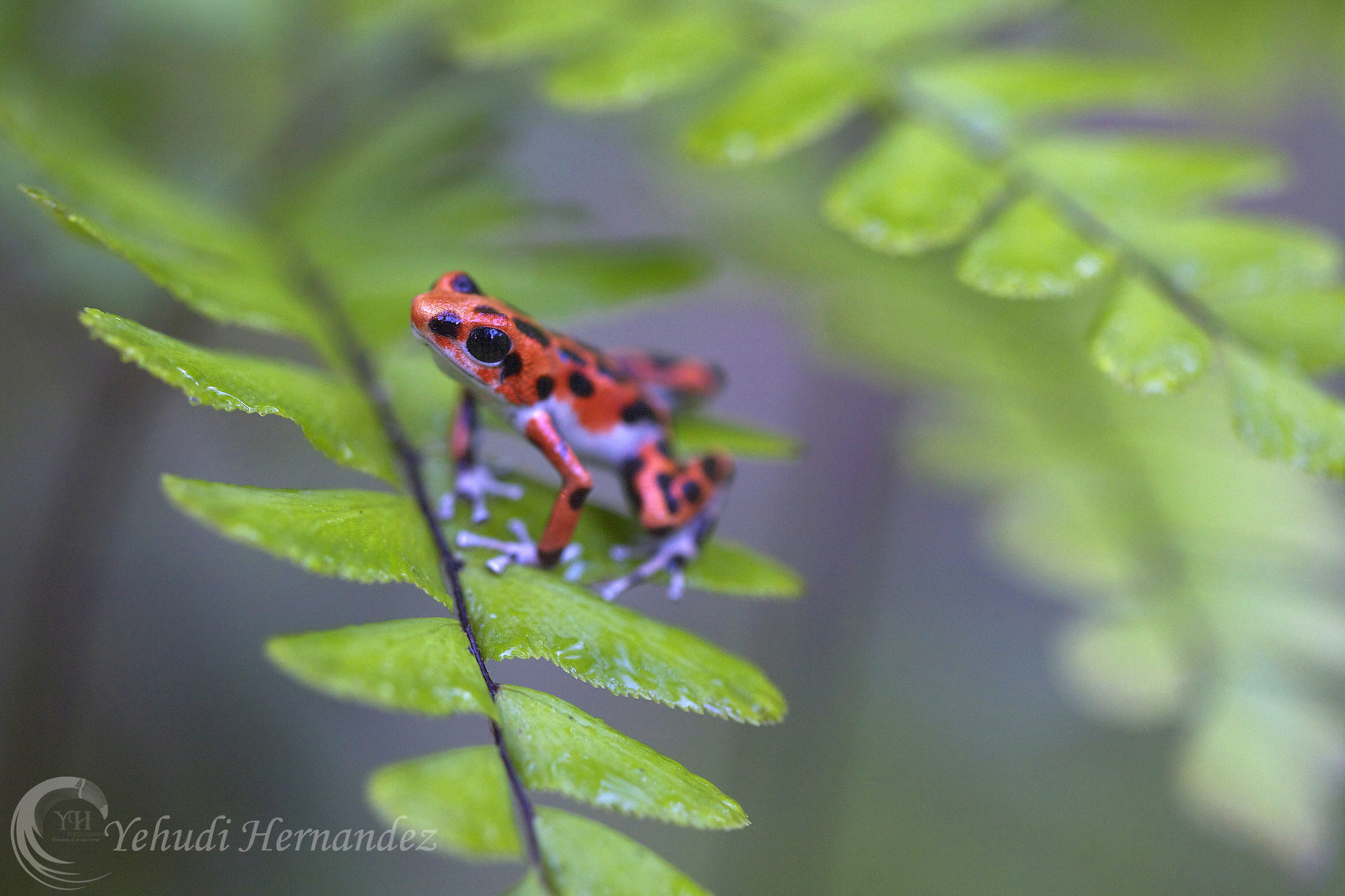 Bastimentos Red Poison Frog