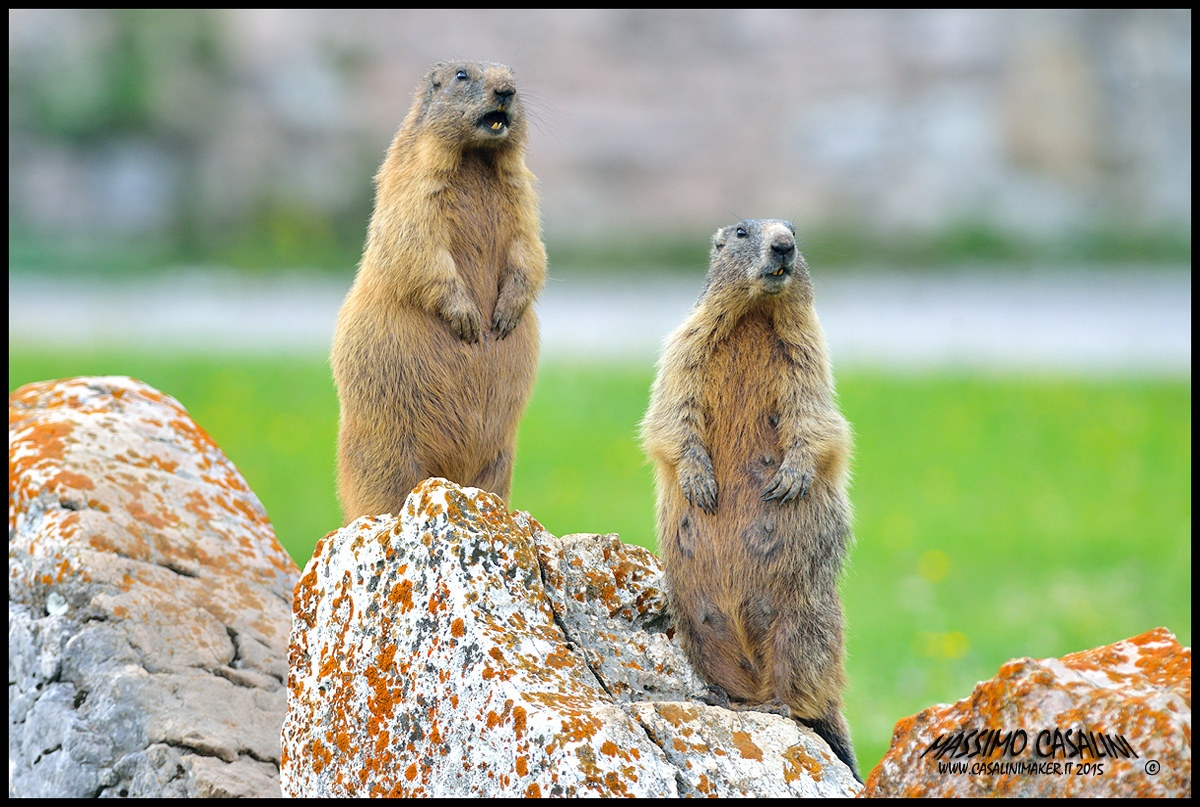 Marmotta