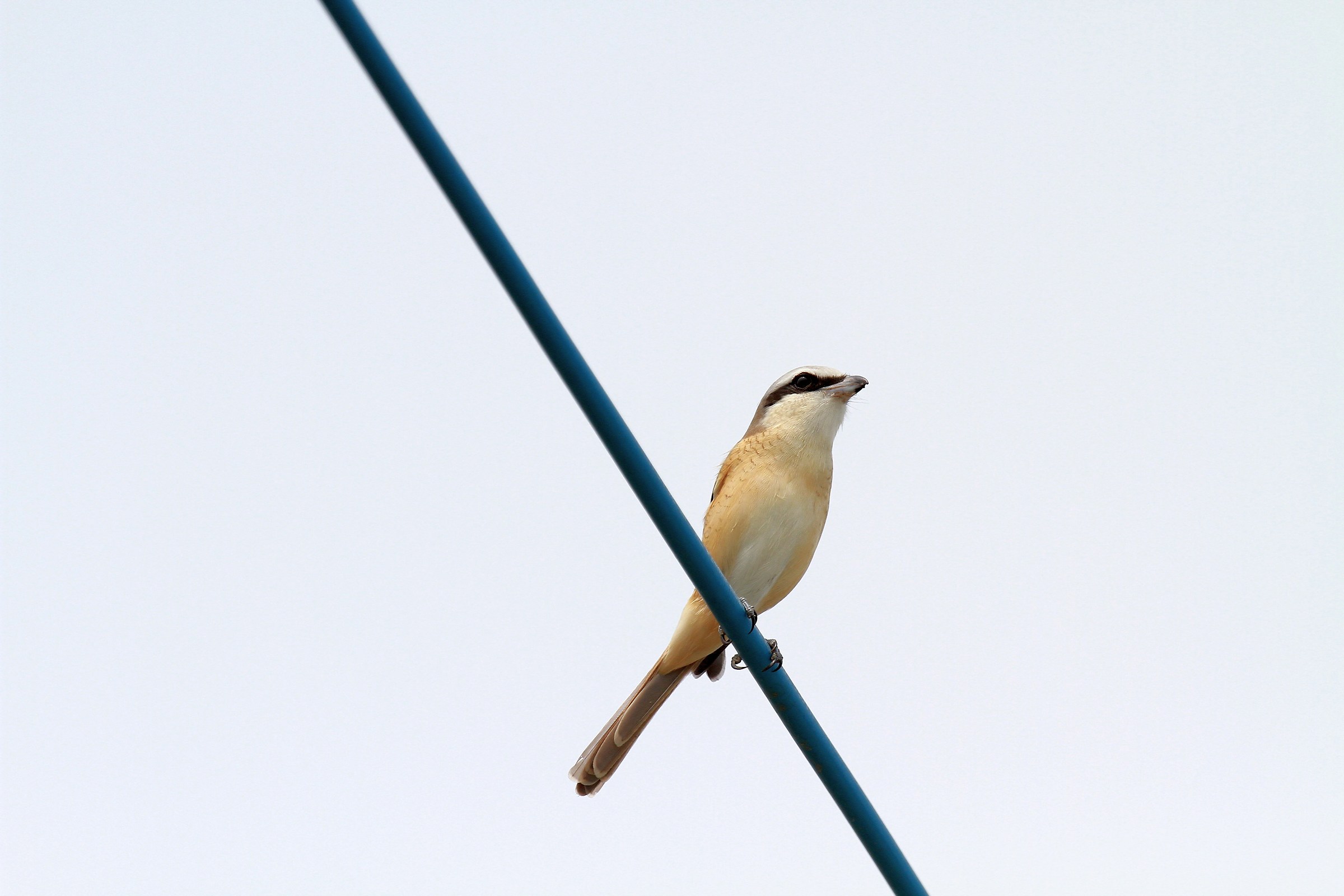Brown Shrike