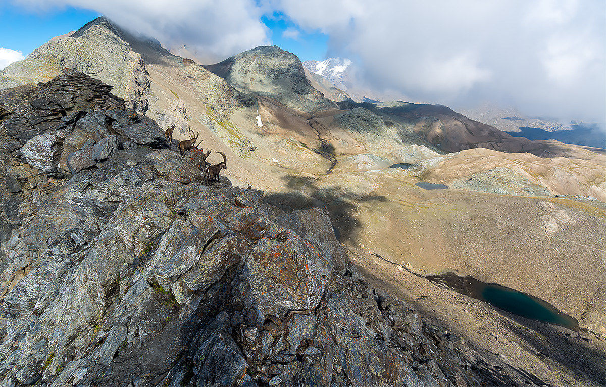 Ibex in Punta Rosset