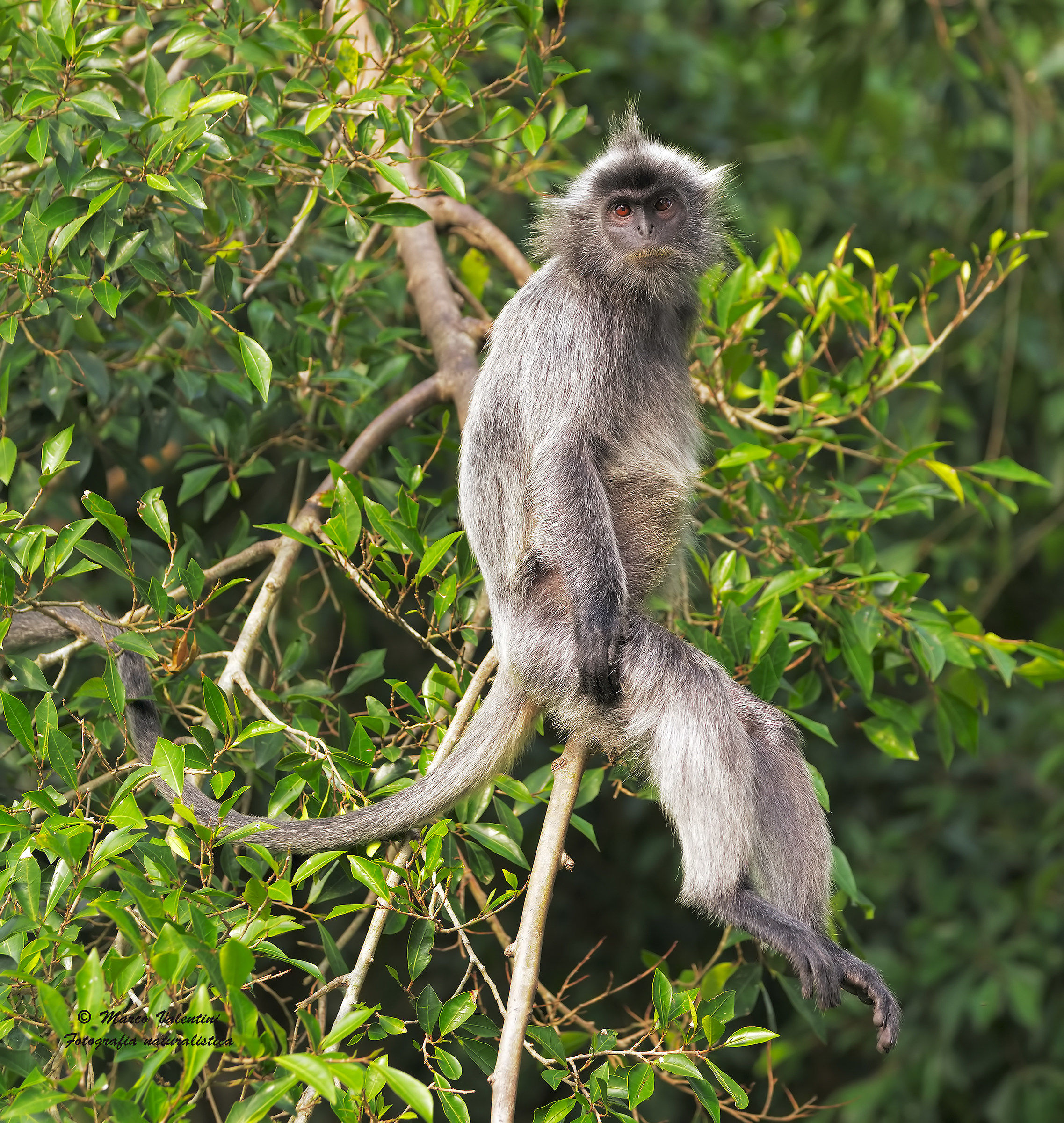Langur silver leaf