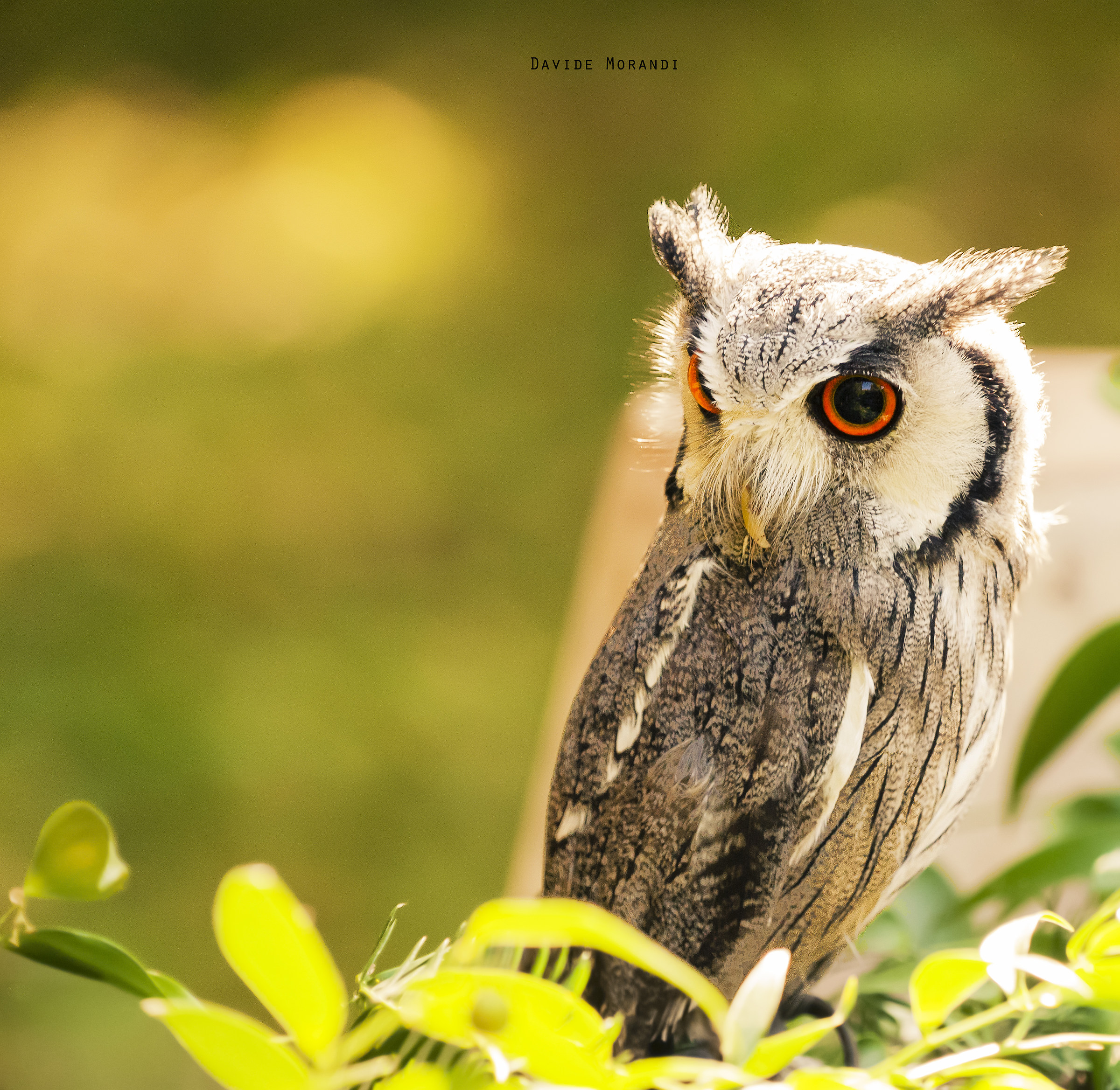 Scops owl (Otus scops)