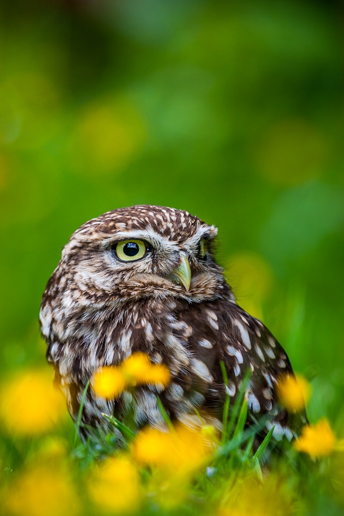 Little owl (captive)