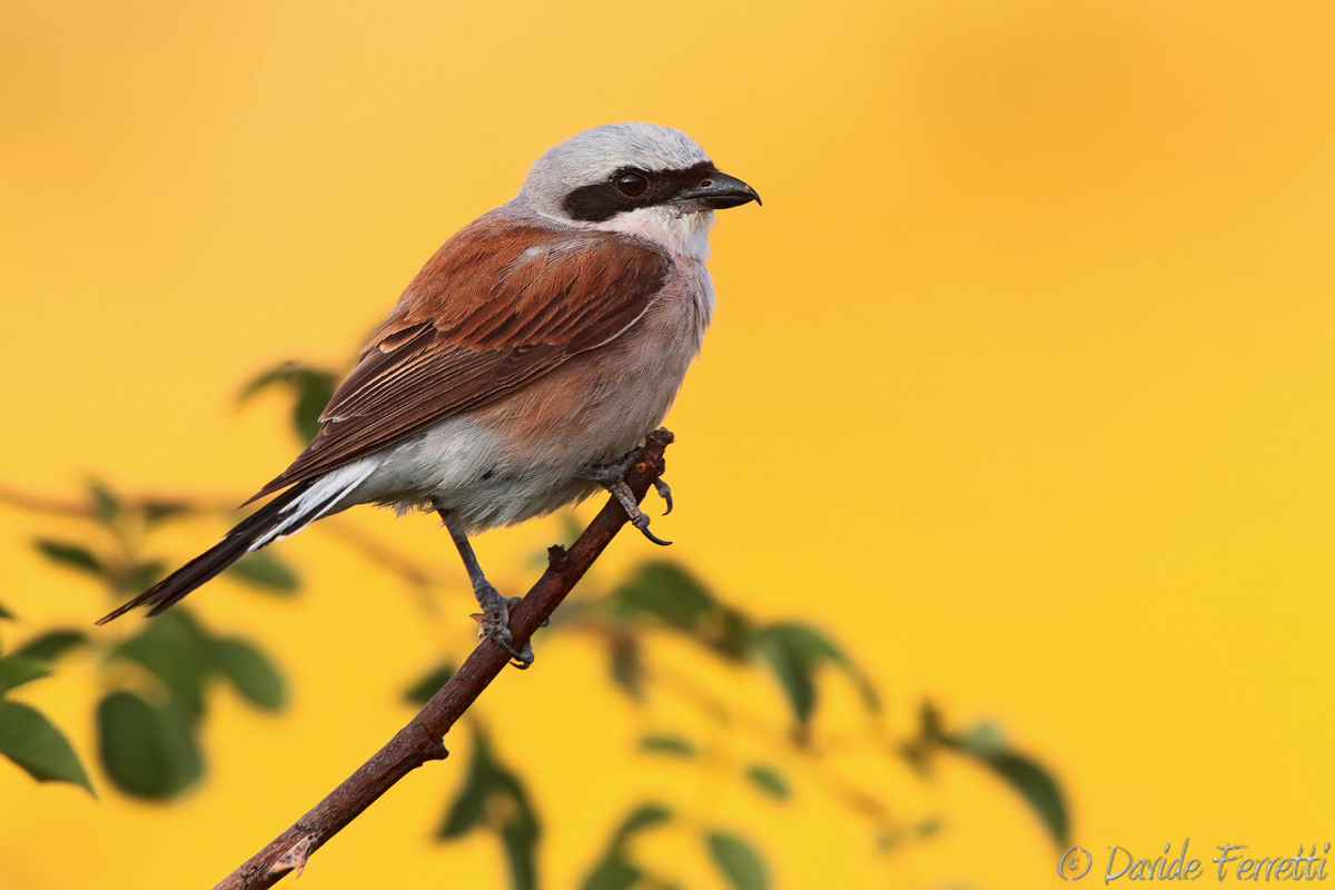 Averla piccola (Red-backed shrike)