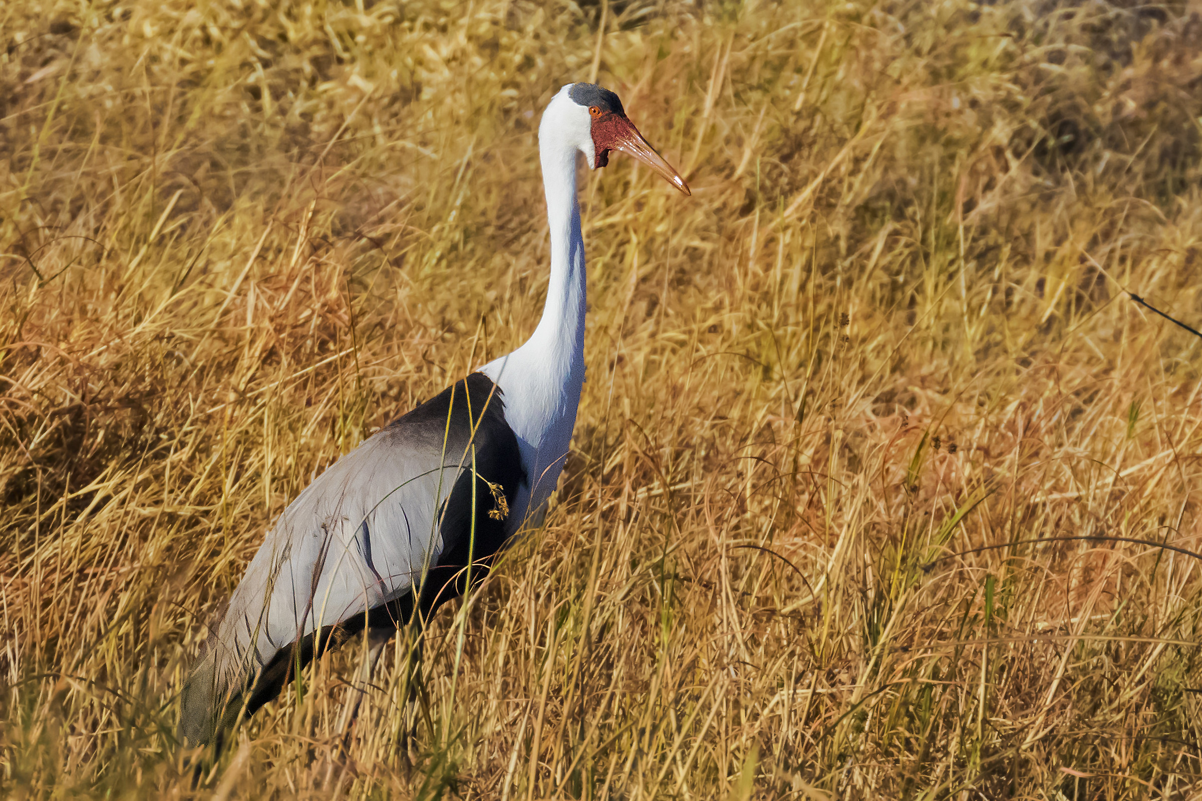 Wattled crane