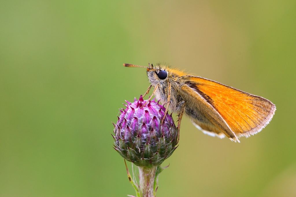 Small skipper, Thymelicus sylvestris