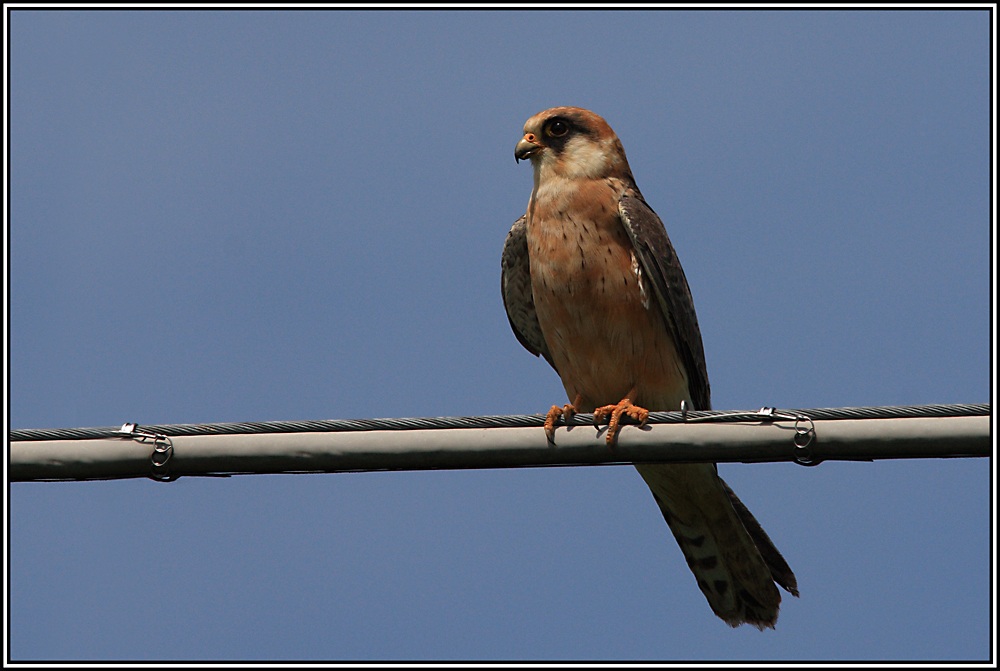 Female Red-footed Falcon (Falco vespertinus)