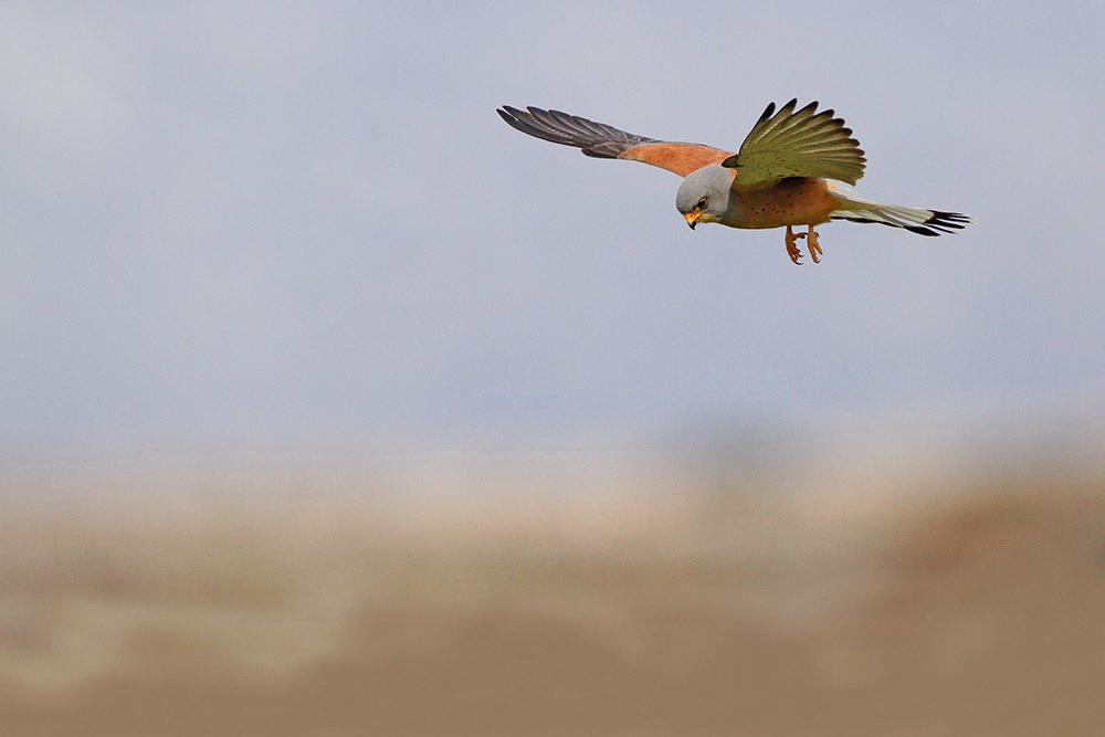 Grillaio Falco naumanni