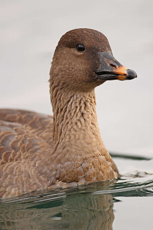 Tundra bean goose Anser serrirostris