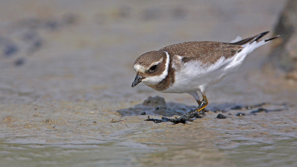 Ringed plover Charadrius hiaticula