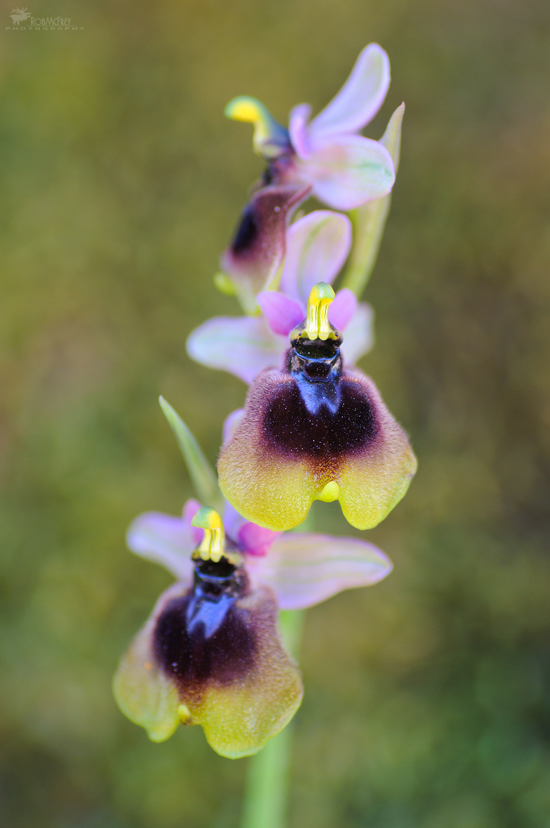 Ophrys normanii