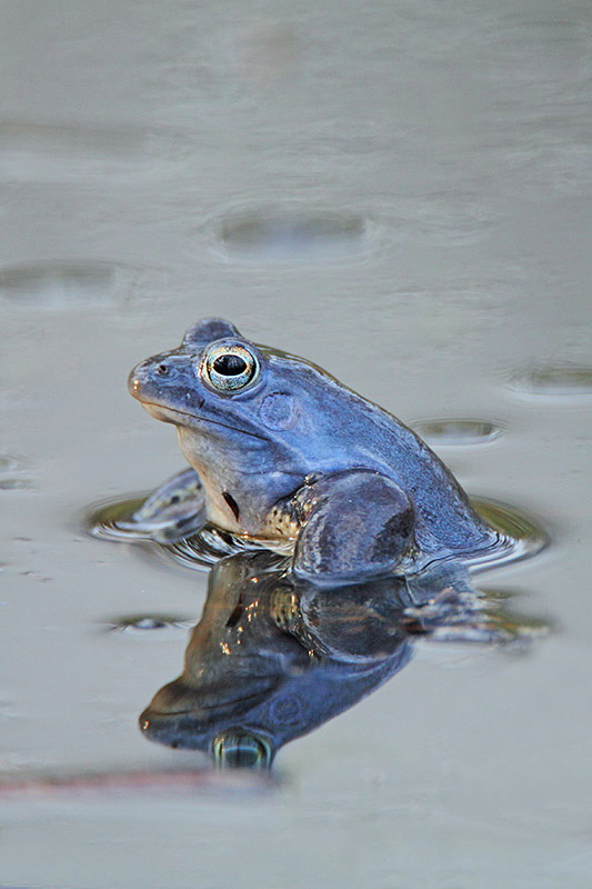 Moor rana arvalis Rana