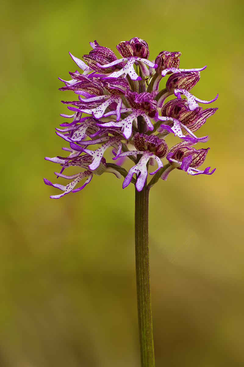 Orchis xangusticruris