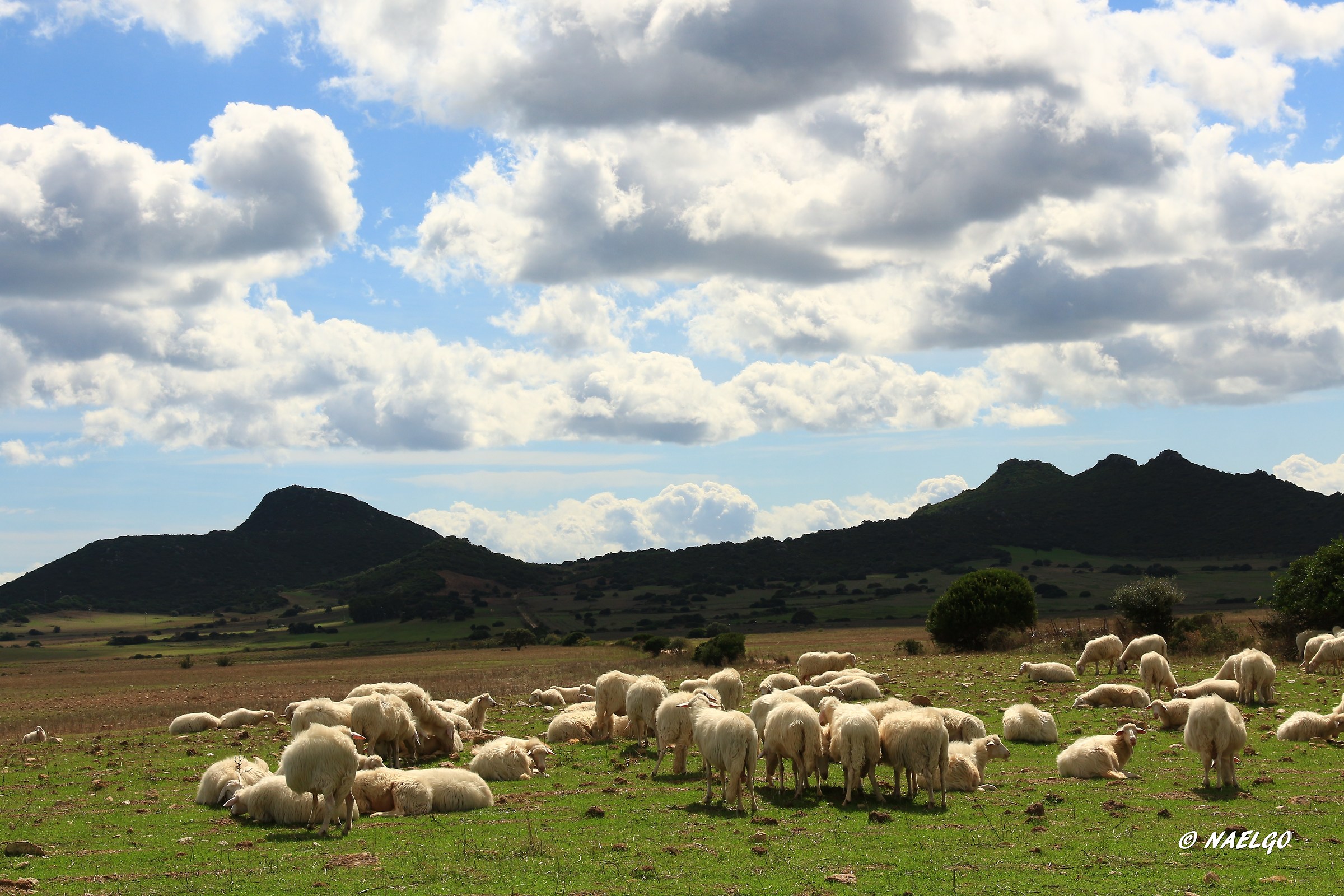 Lambs in heaven ... but also the ground !!!