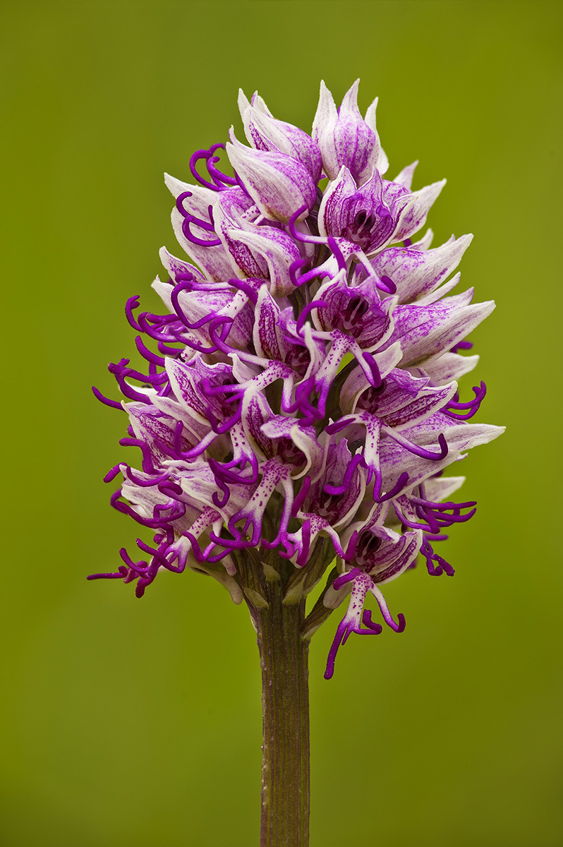 Orchis simia