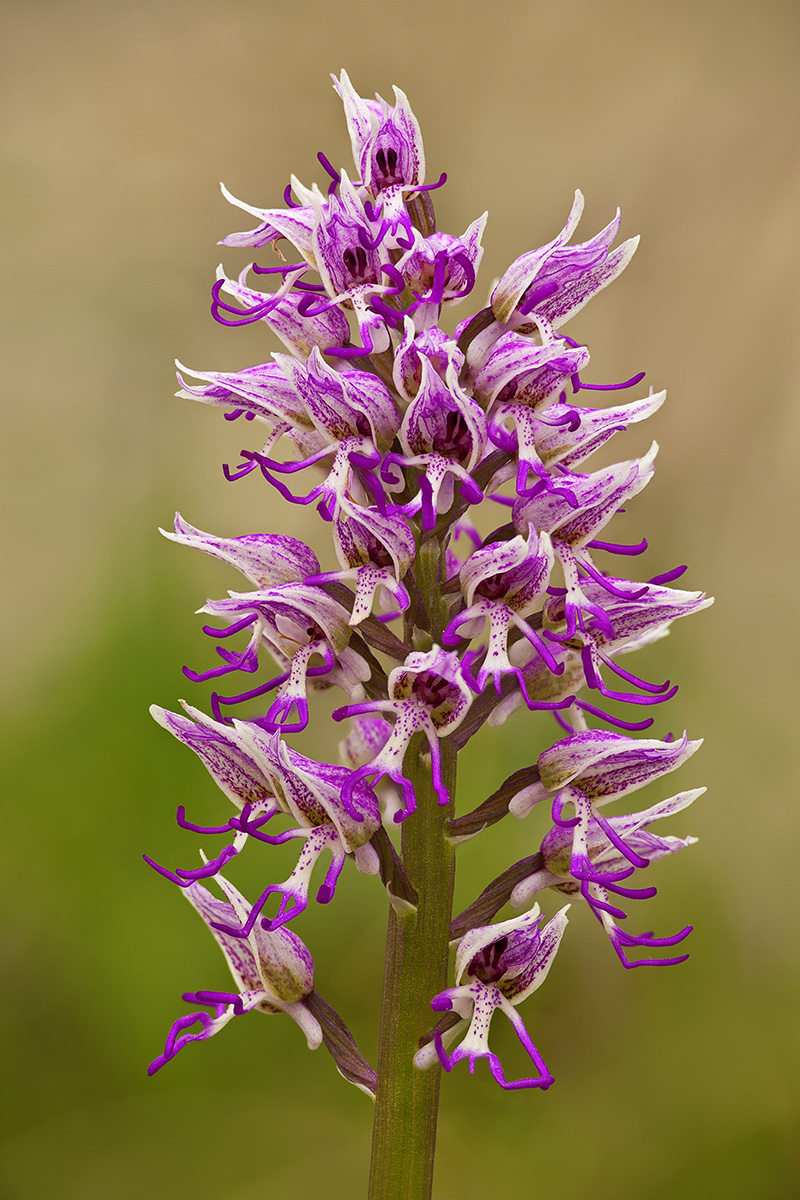 Orchis simia 2