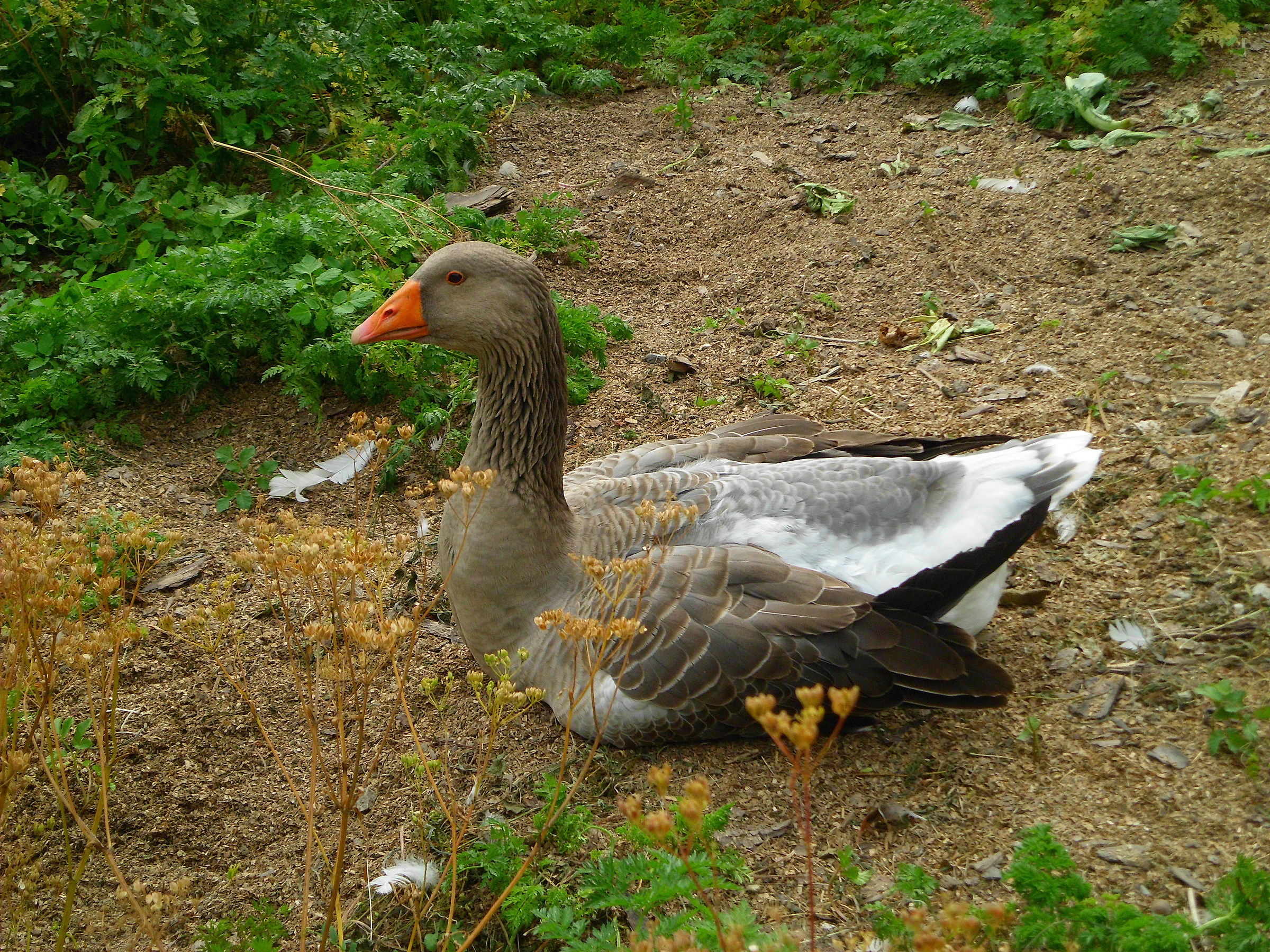 Duck posing