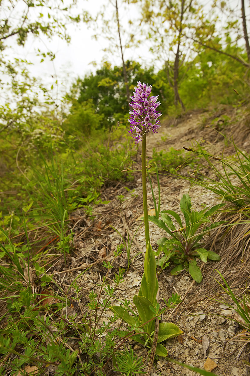 Orchis simia 3