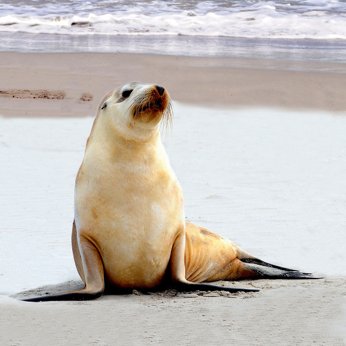 leone marino kangaroo island adelaide australia