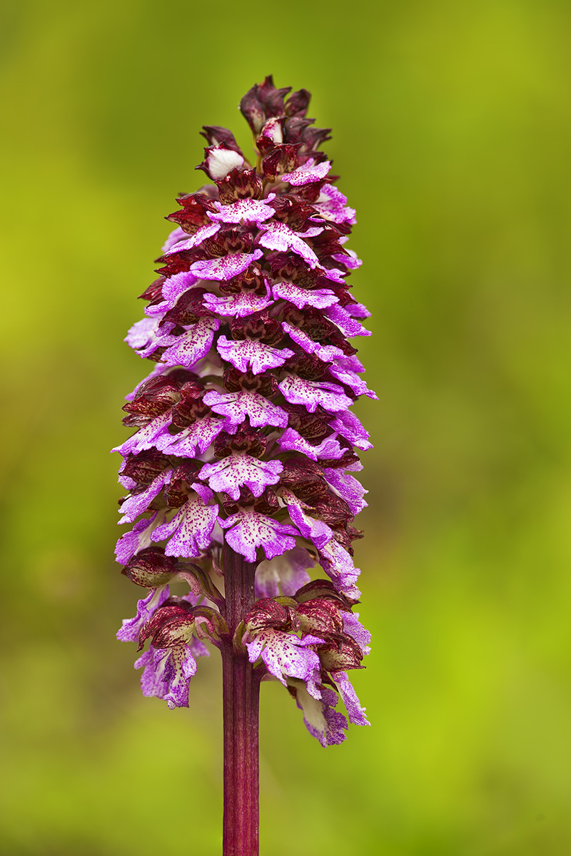 Orchis purpurea