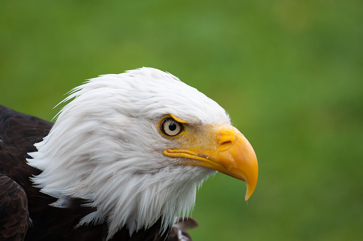 Eagle