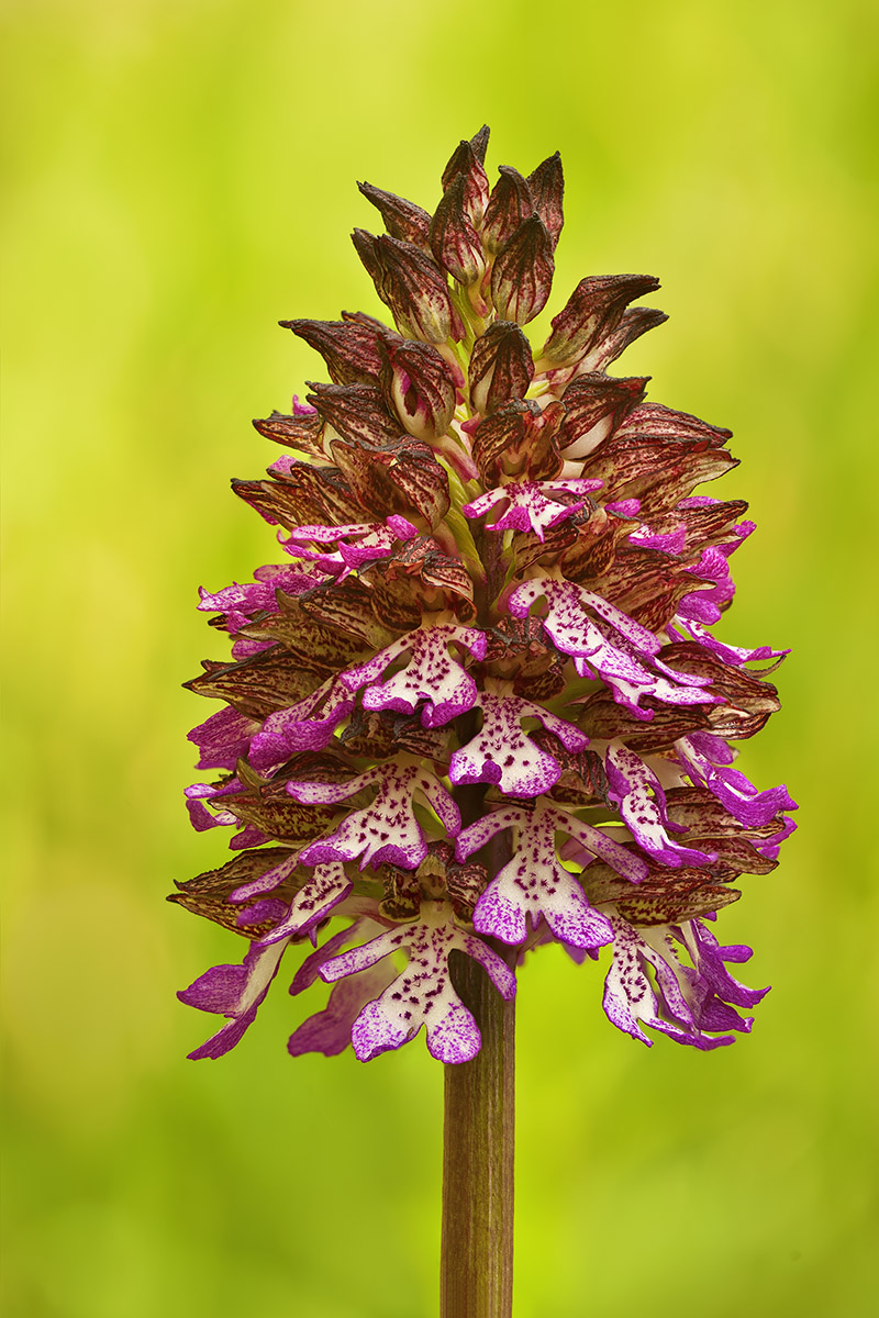 Orchis purpurea 3
