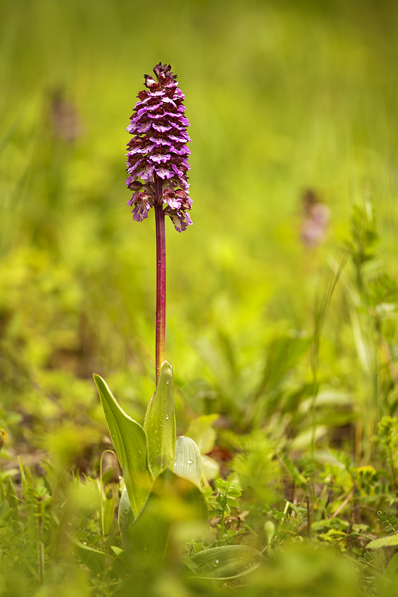 Orchis purpurea 2